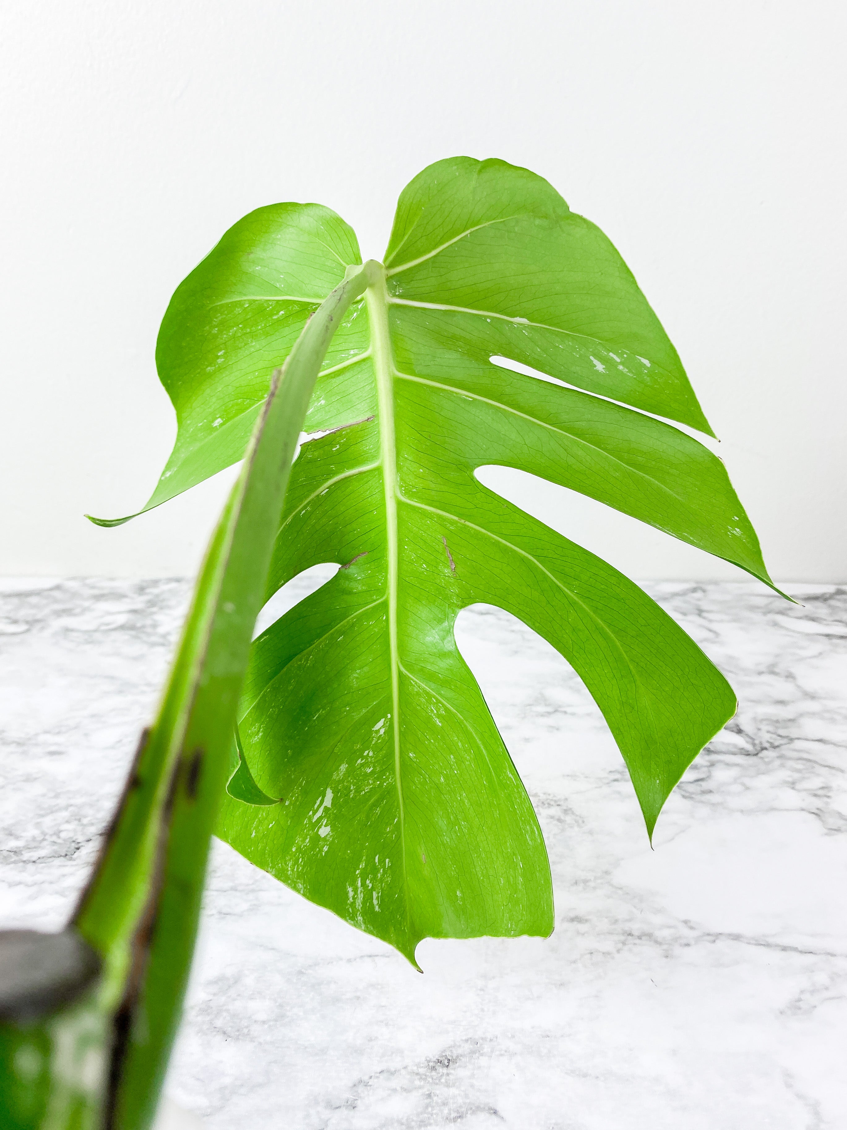 Monstera Albo Borsigiana 1 leaf rooting cutting from a highly variegated specimen
