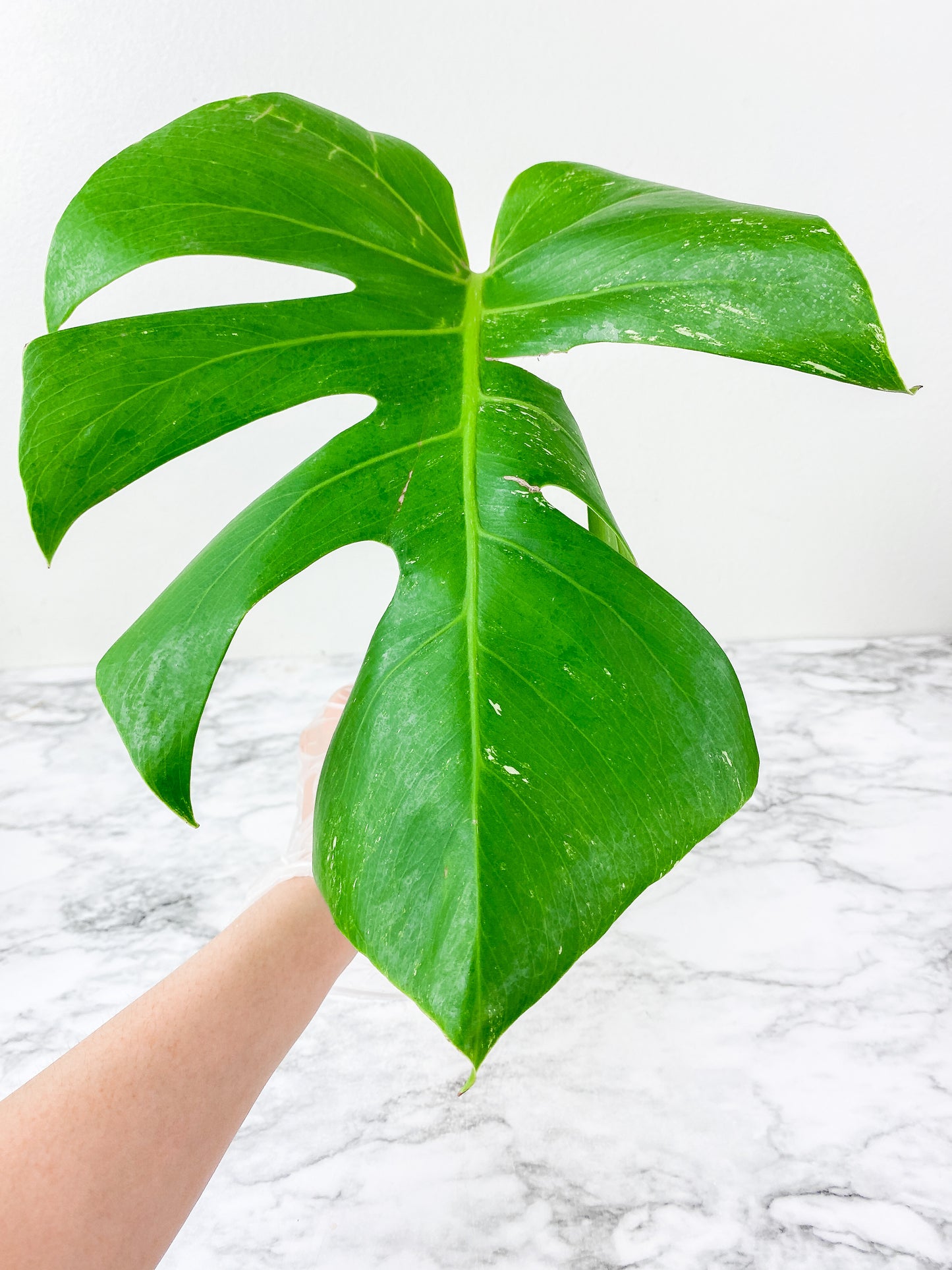 Monstera Albo Borsigiana 1 leaf rooting cutting from a highly variegated specimen