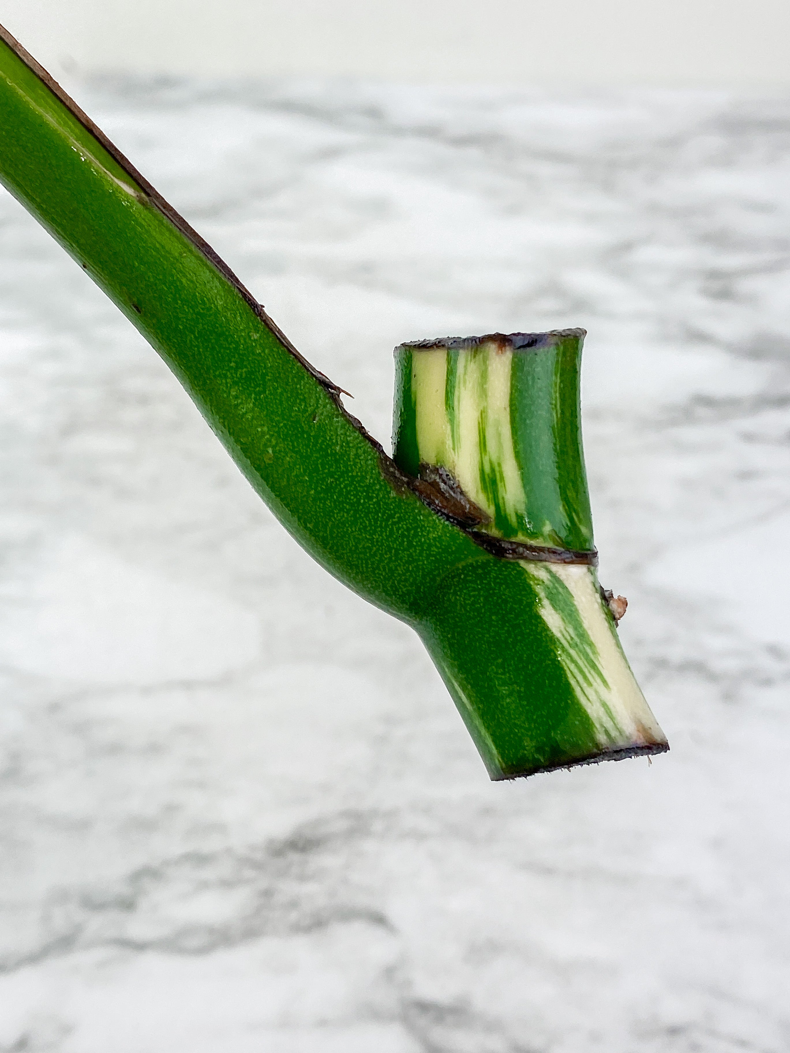 Monstera Albo Borsigiana 1 leaf rooting cutting from a highly variegated specimen