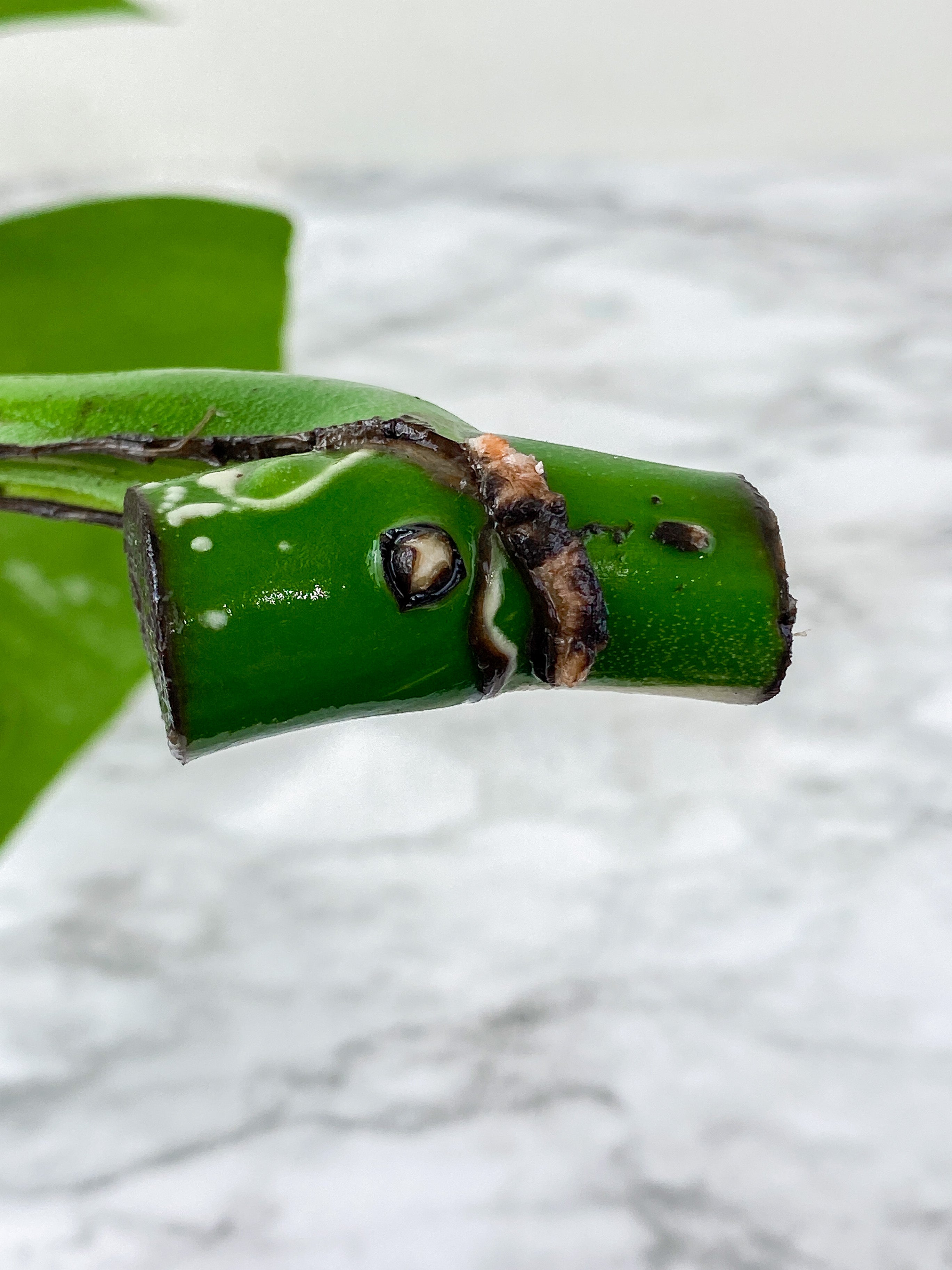 Monstera Albo Borsigiana 1 leaf rooting cutting from a highly variegated specimen
