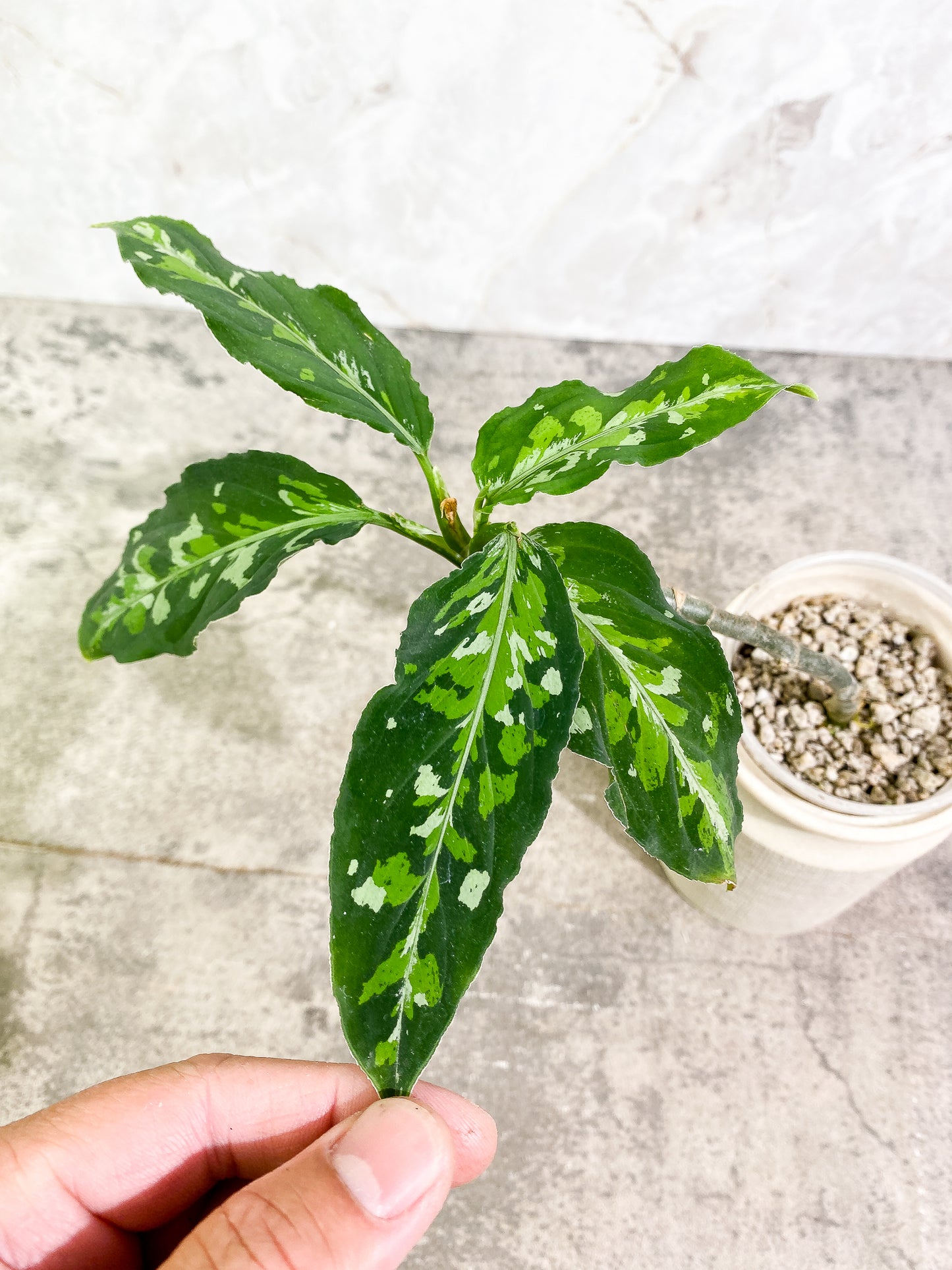 Aglaonema Pictum Tricolor  4 leaves fully rooted