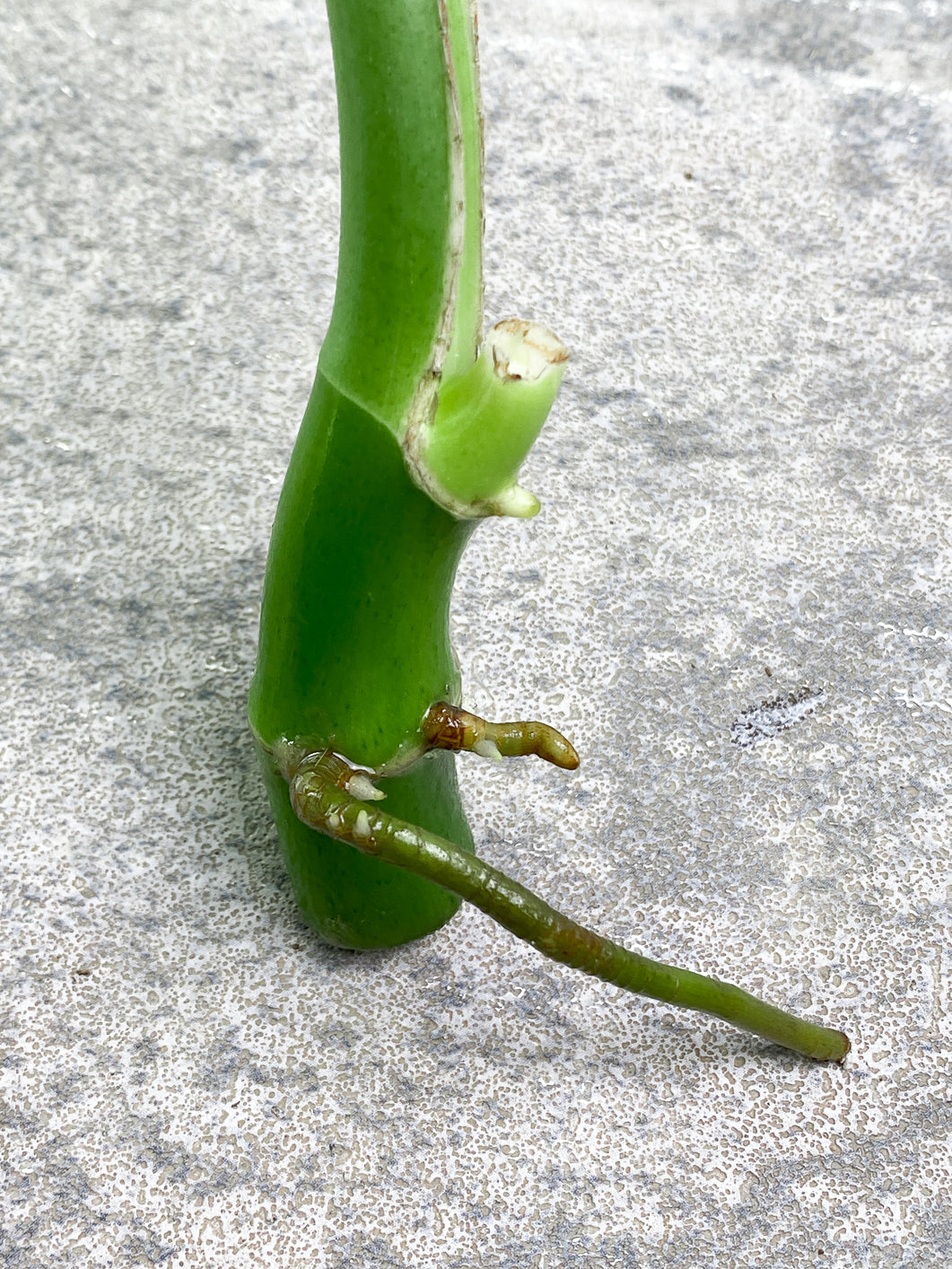 Rhaphidophora Sp Flame rooting 1 leaf