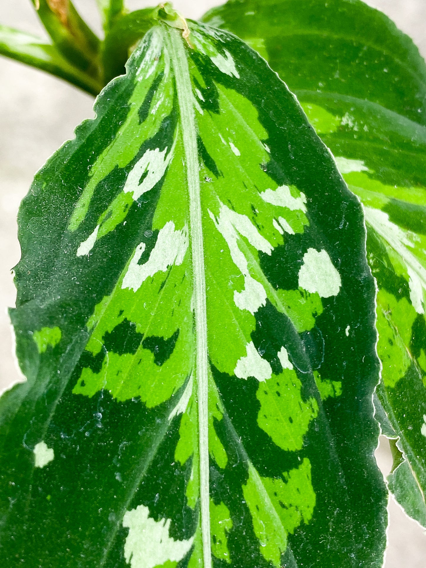 Aglaonema Pictum Tricolor  4 leaves fully rooted