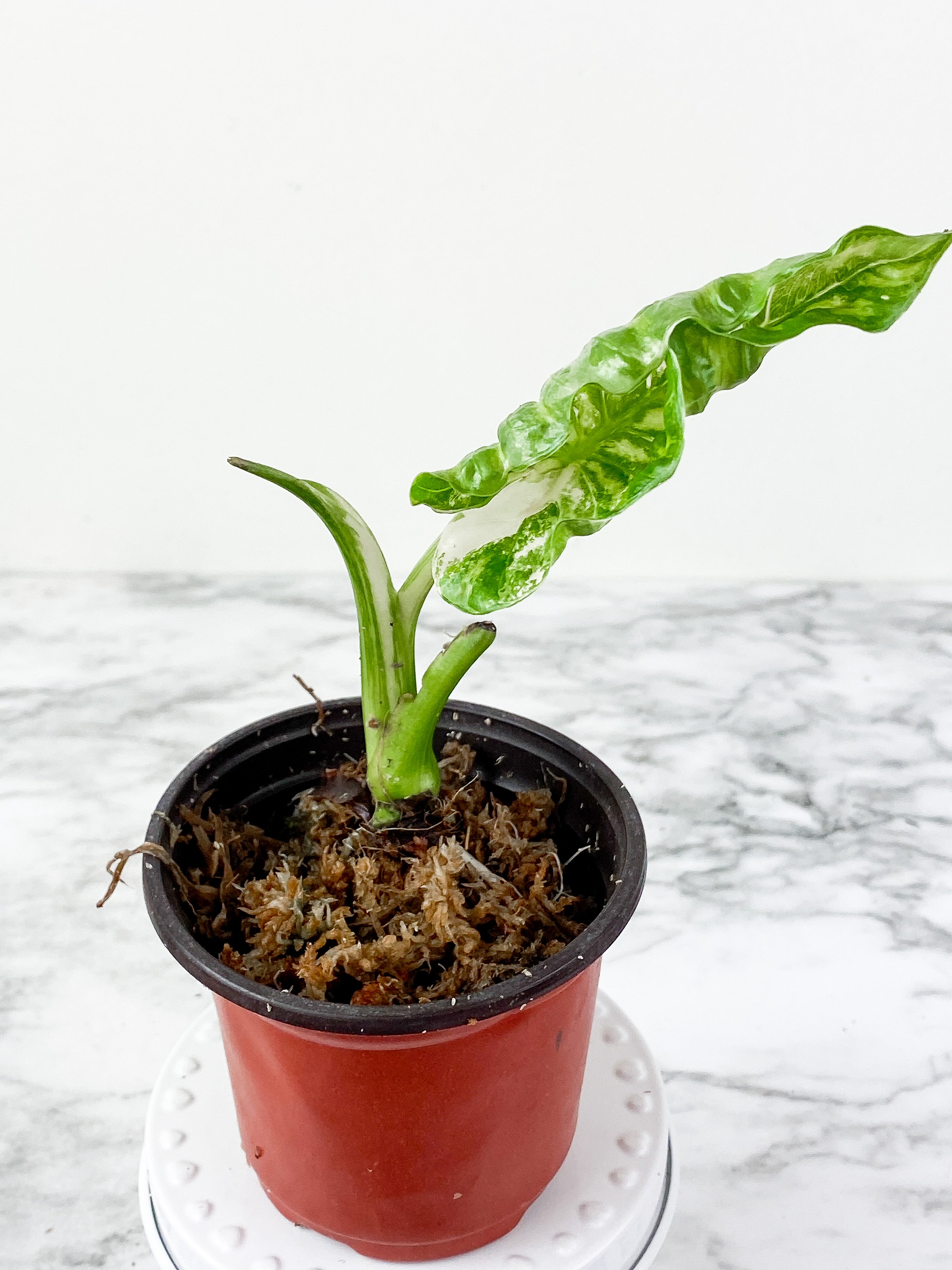 Alocasia odora Variegated rooted