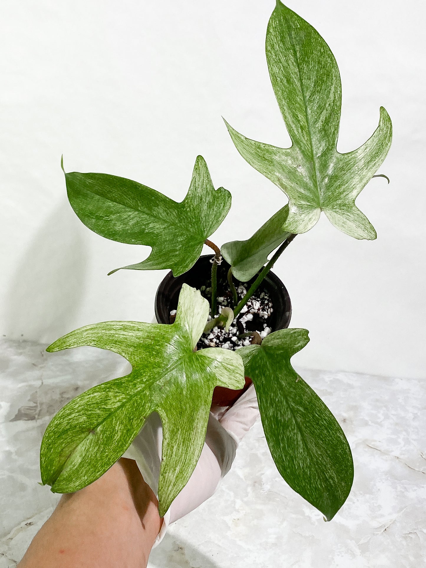 Philodendron  Florida Ghost Mint Slightly Rooted 5 leaves 1 sprout