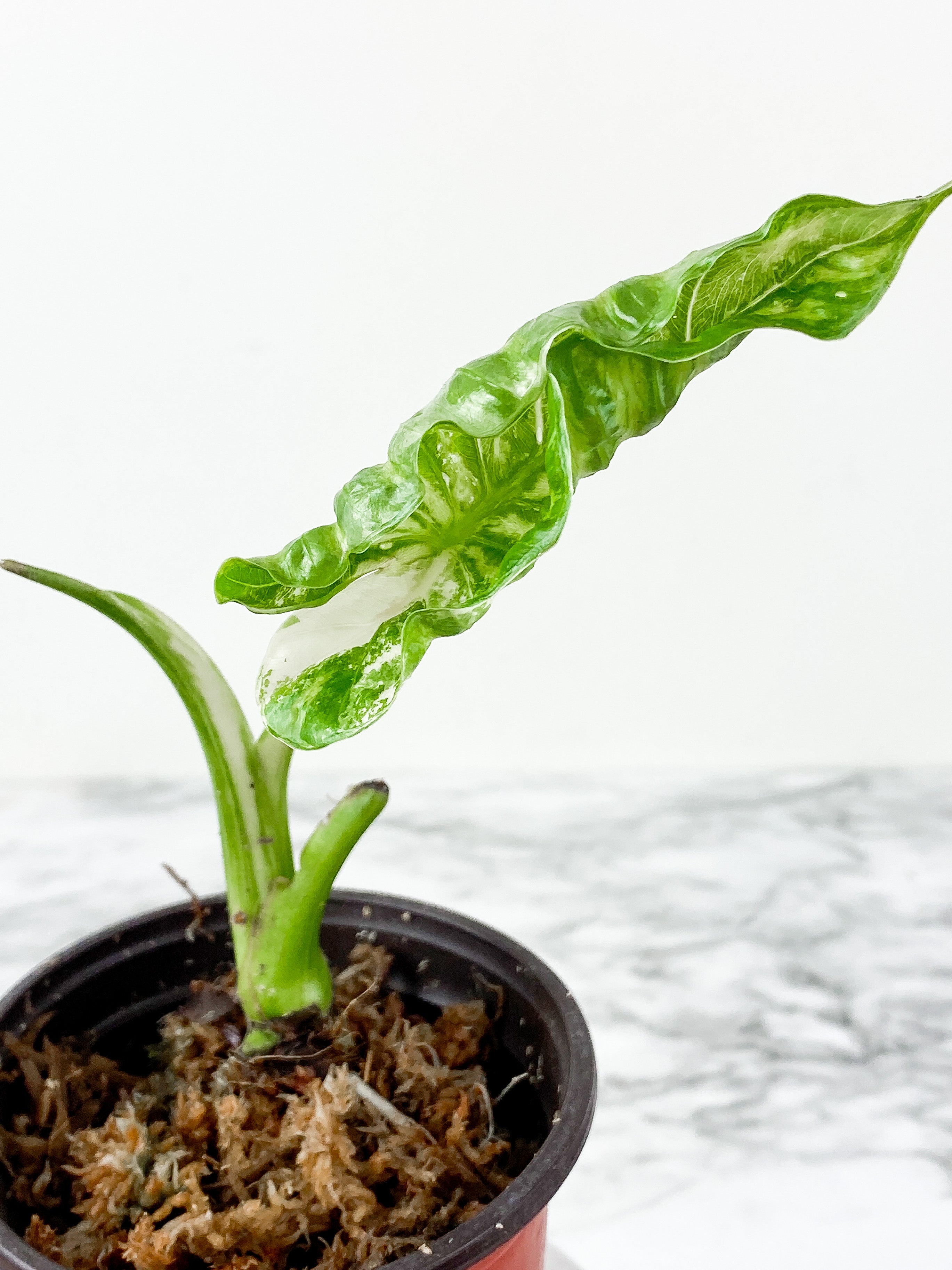 Alocasia odora Variegated rooted