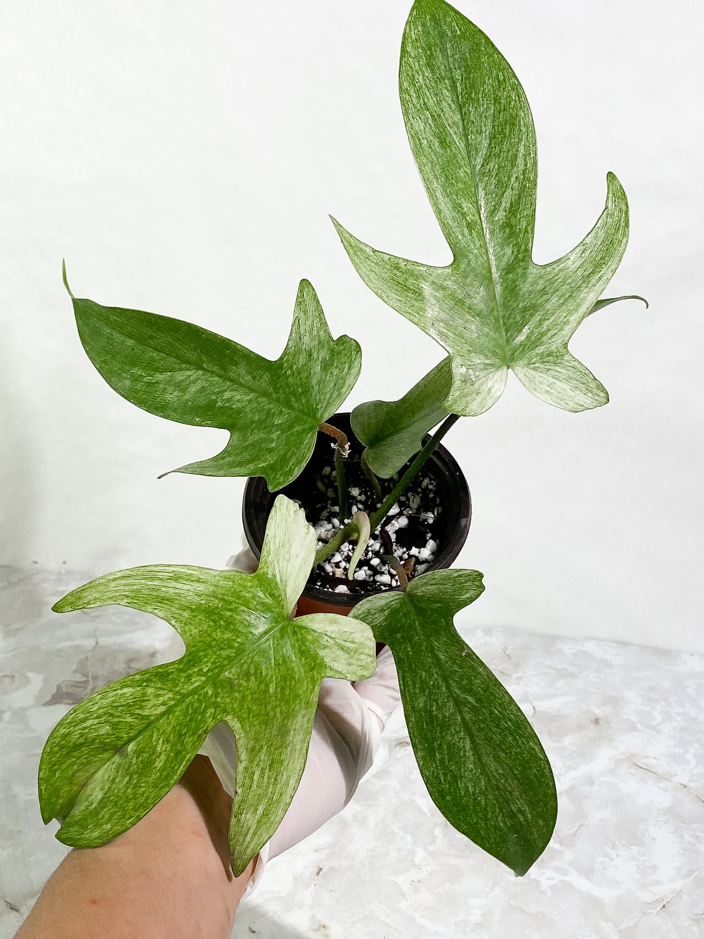 Philodendron  Florida Ghost Mint Slightly Rooted 5 leaves 1 sprout