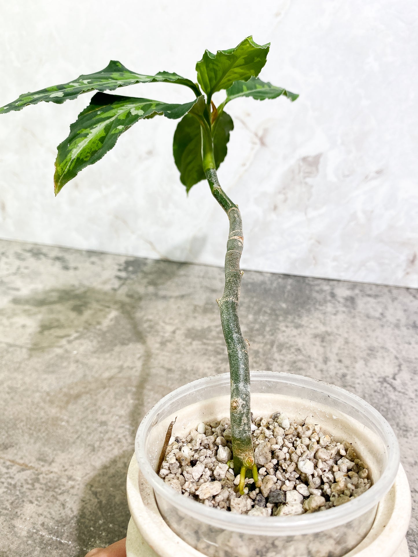 Aglaonema Pictum Tricolor  4 leaves fully rooted
