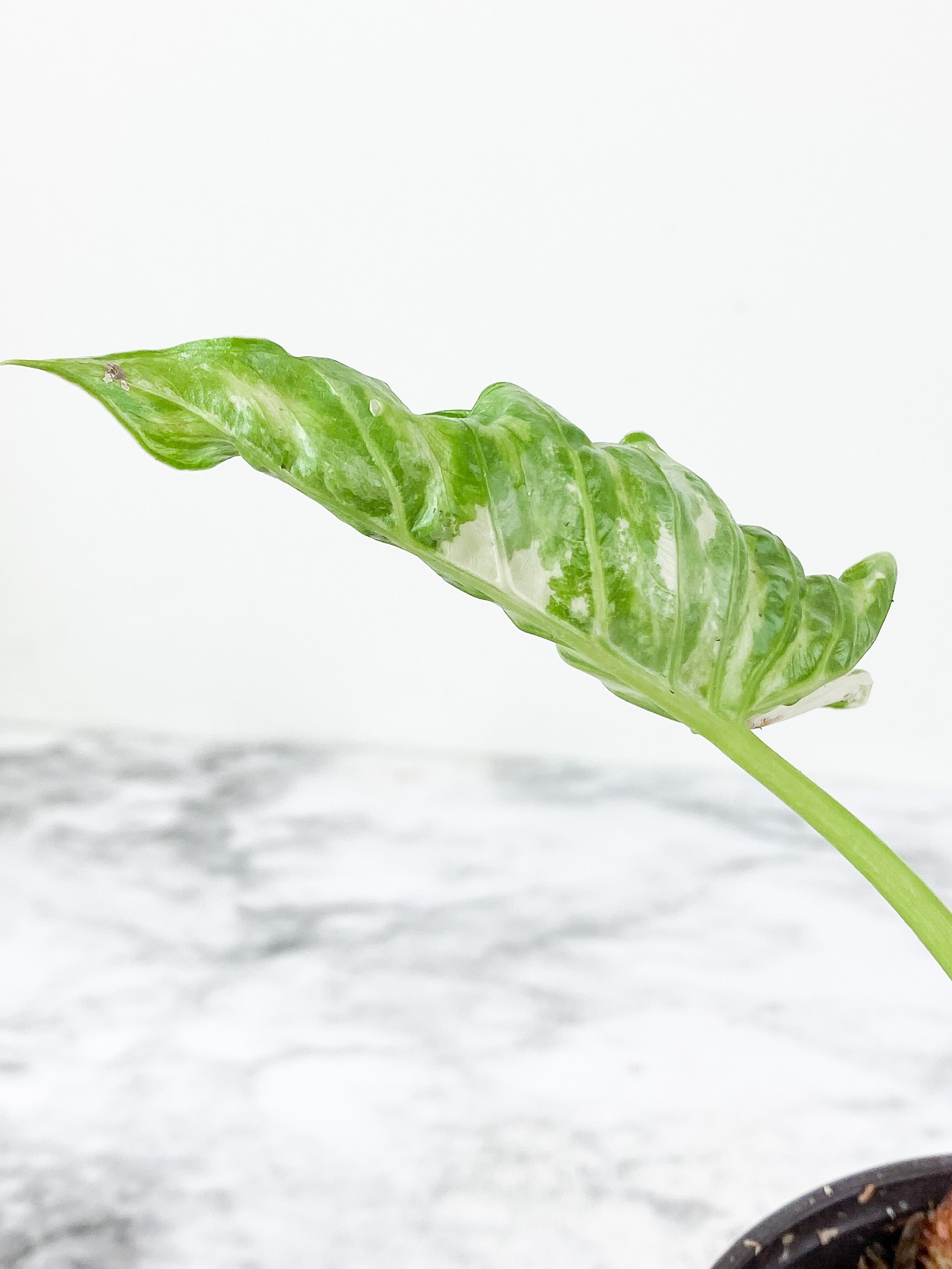 Alocasia odora Variegated rooted