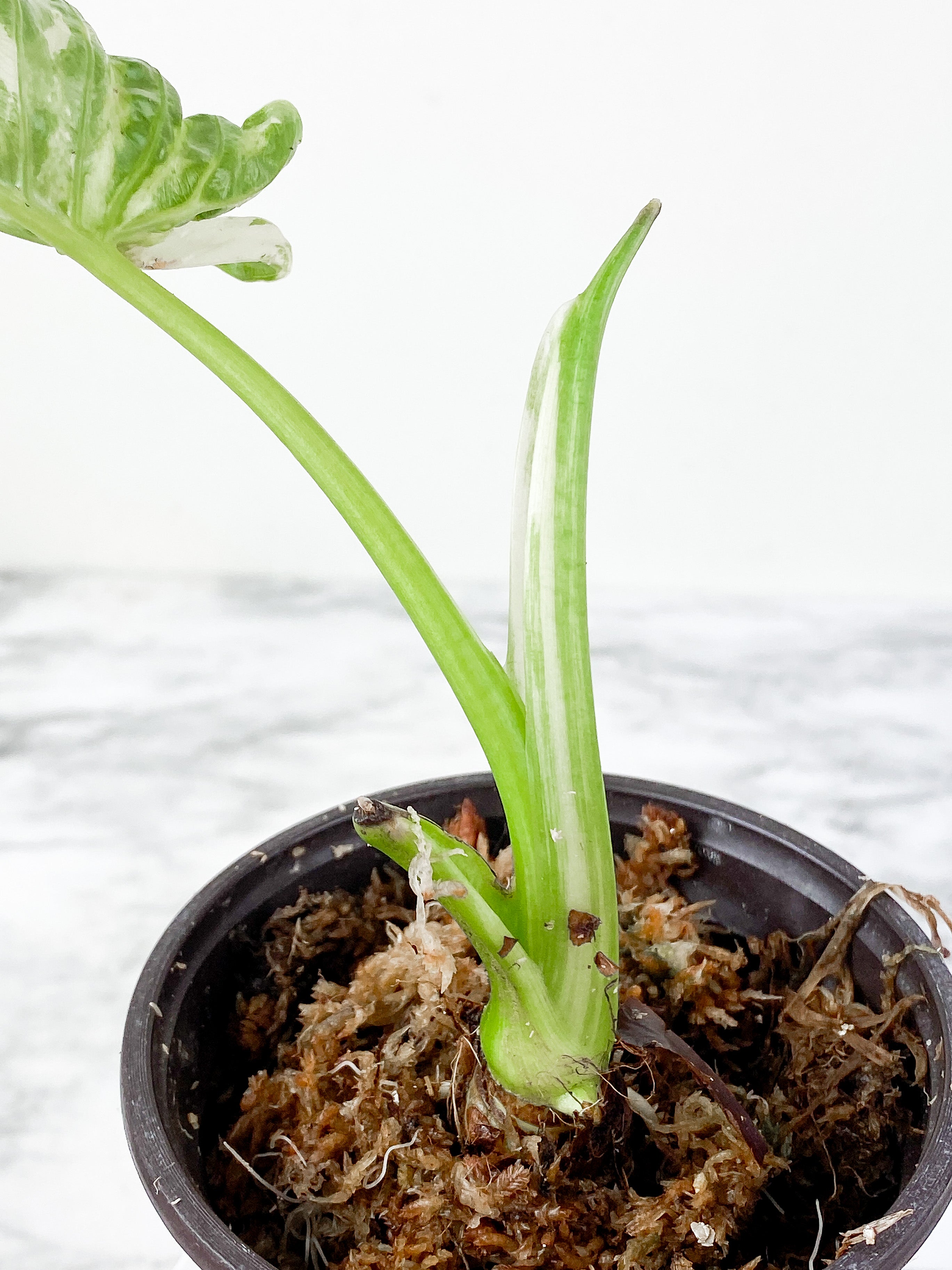 Alocasia odora Variegated rooted