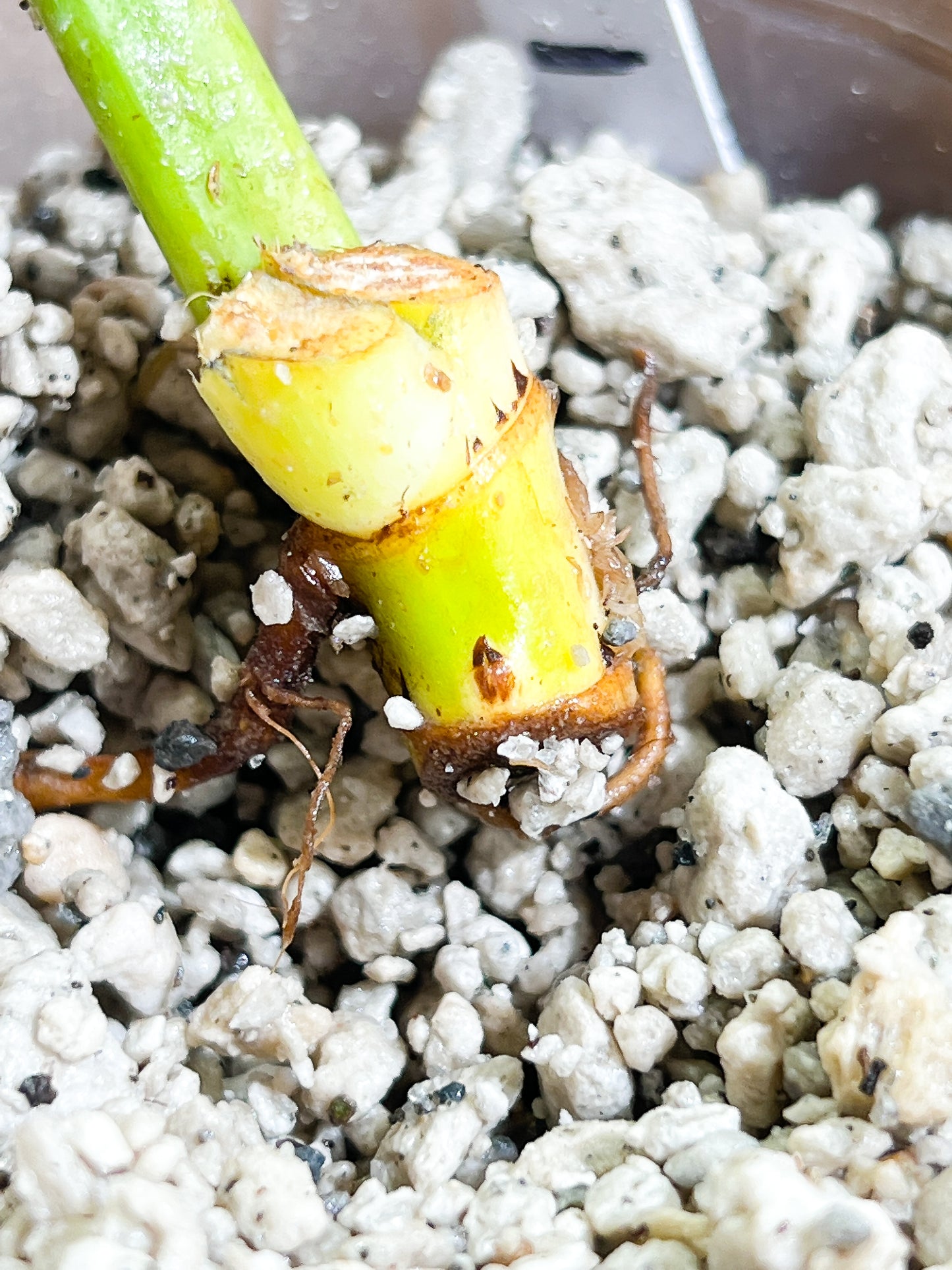 Philodendron Snowdrifts Rooting 1 leaf