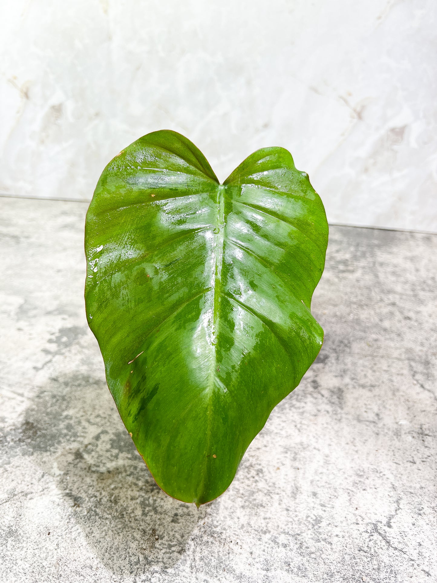Philodendron Snowdrifts Rooting 1 leaf