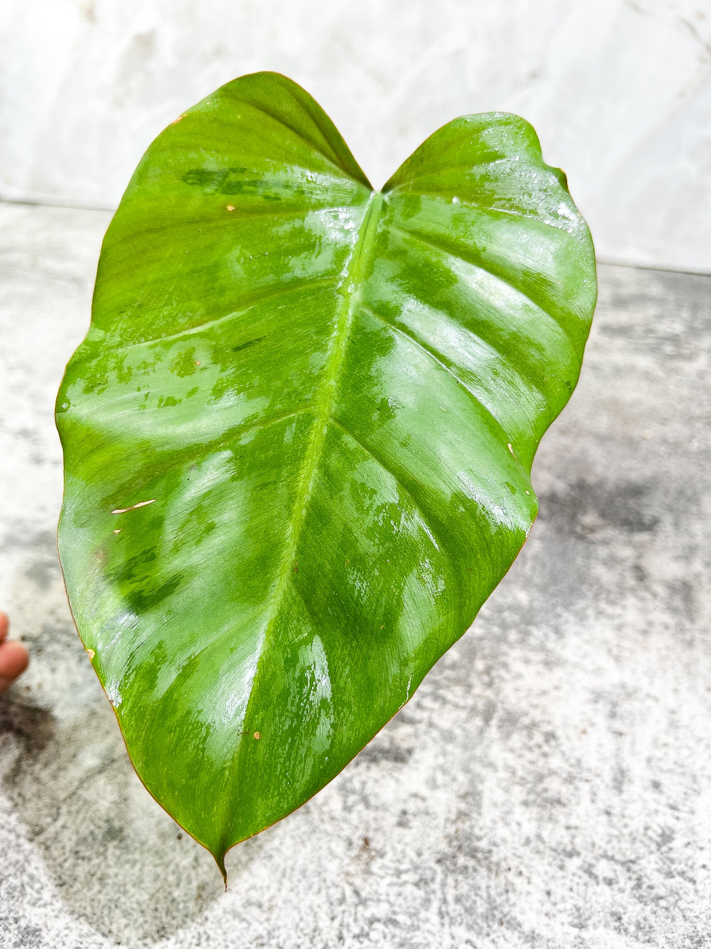 Philodendron Snowdrifts Rooting 1 leaf