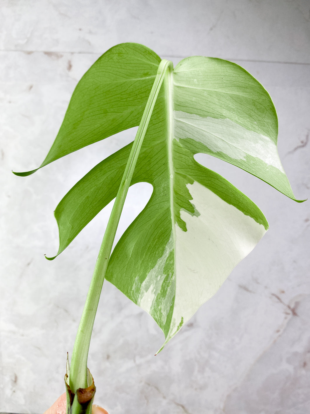 Monstera albo Variegated 1 leaf Rooting