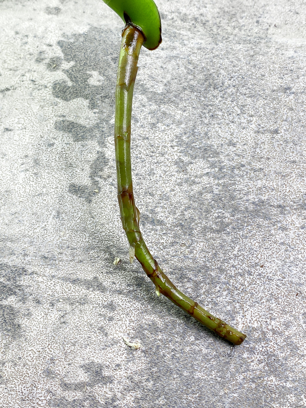 Monstera albo Variegated 1 leaf Rooting