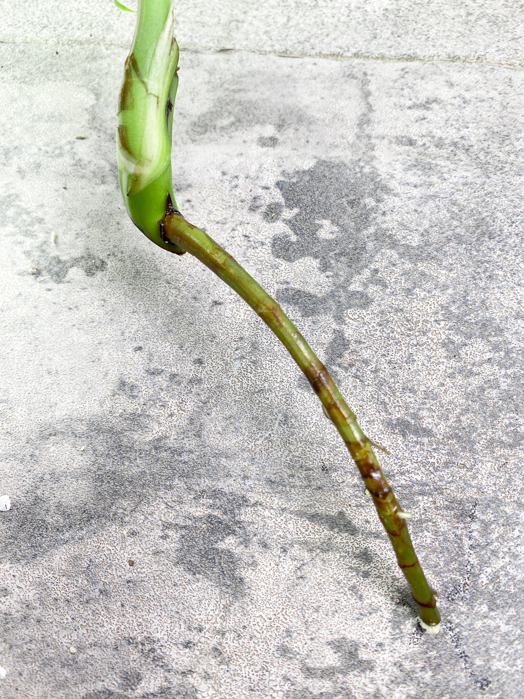 Monstera albo Variegated 1 leaf Rooting