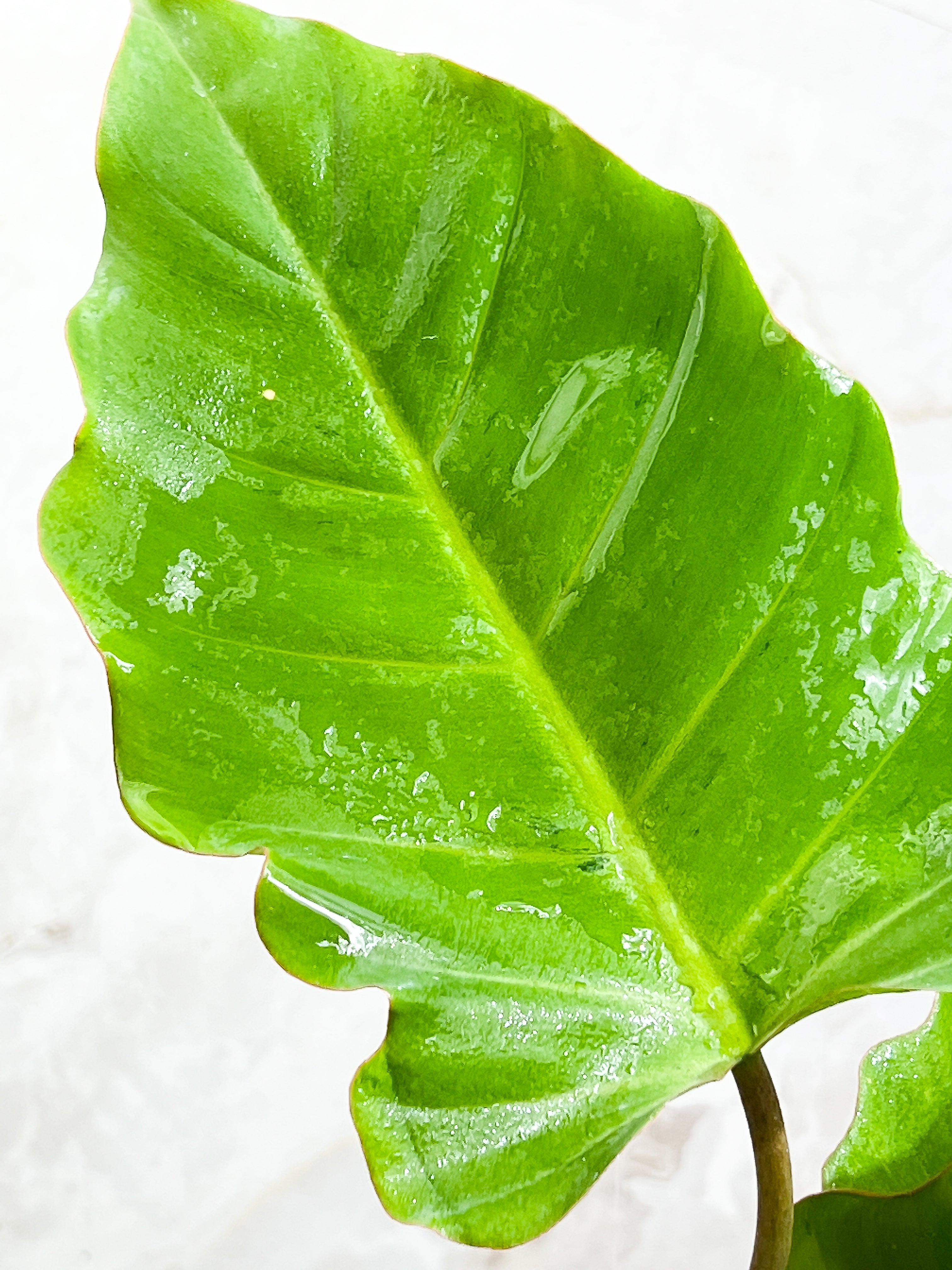 Philodendron Snowdrifts Slightly Rooted 3 leaves