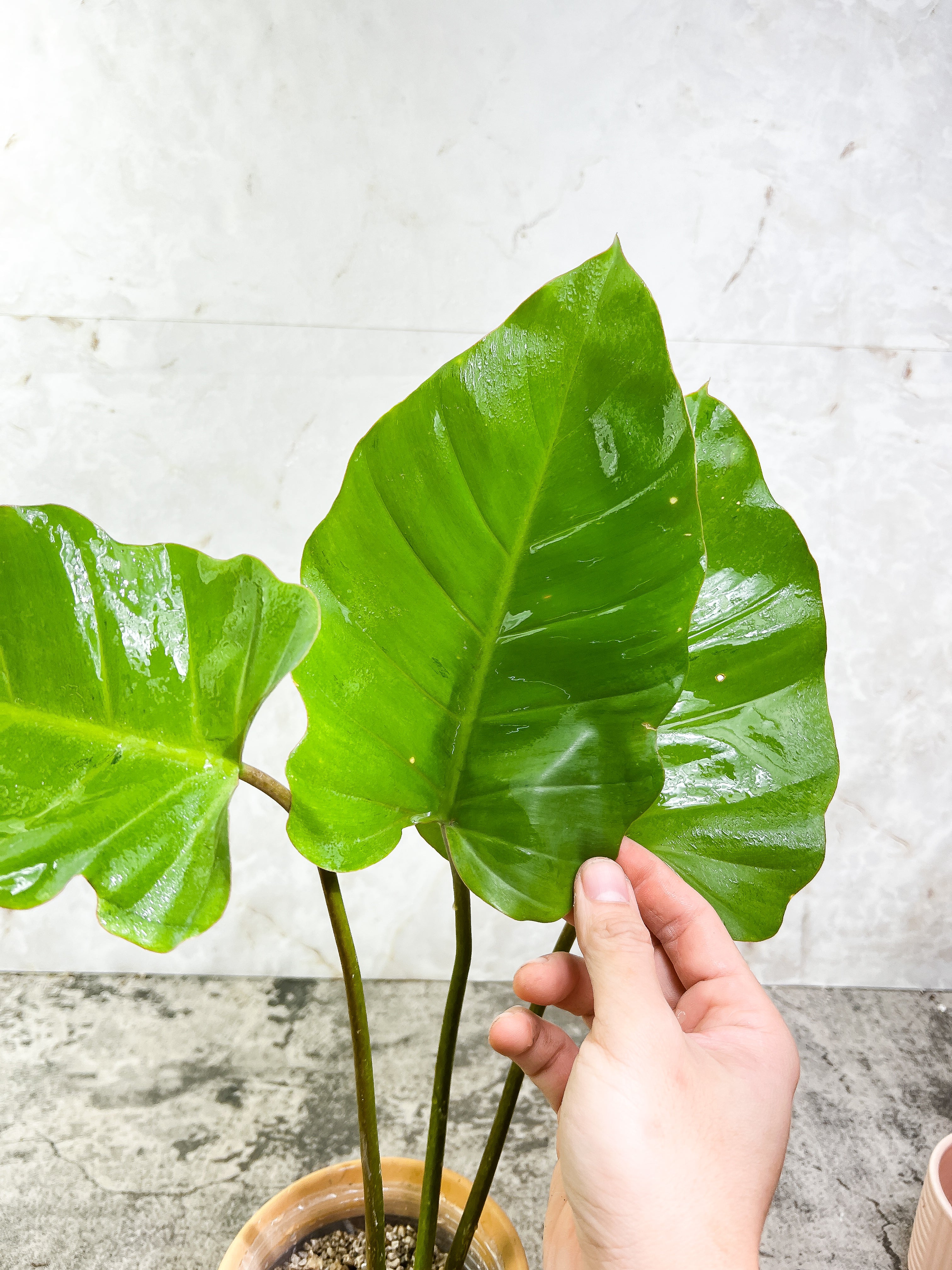 Philodendron Snowdrifts Slightly Rooted 3 leaves