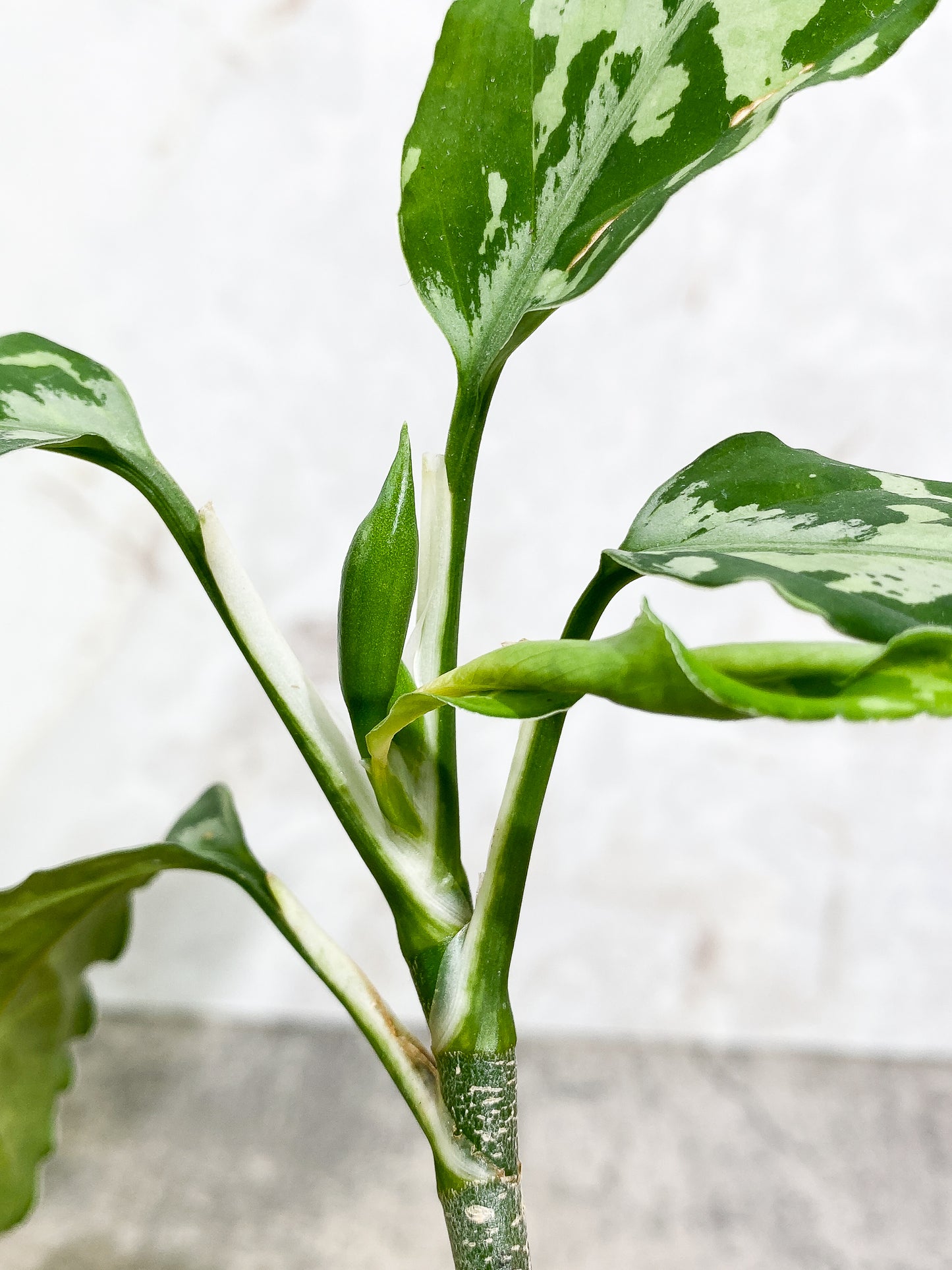 Aglaonema Pictum Tricolor  5 leaves slightly rooted