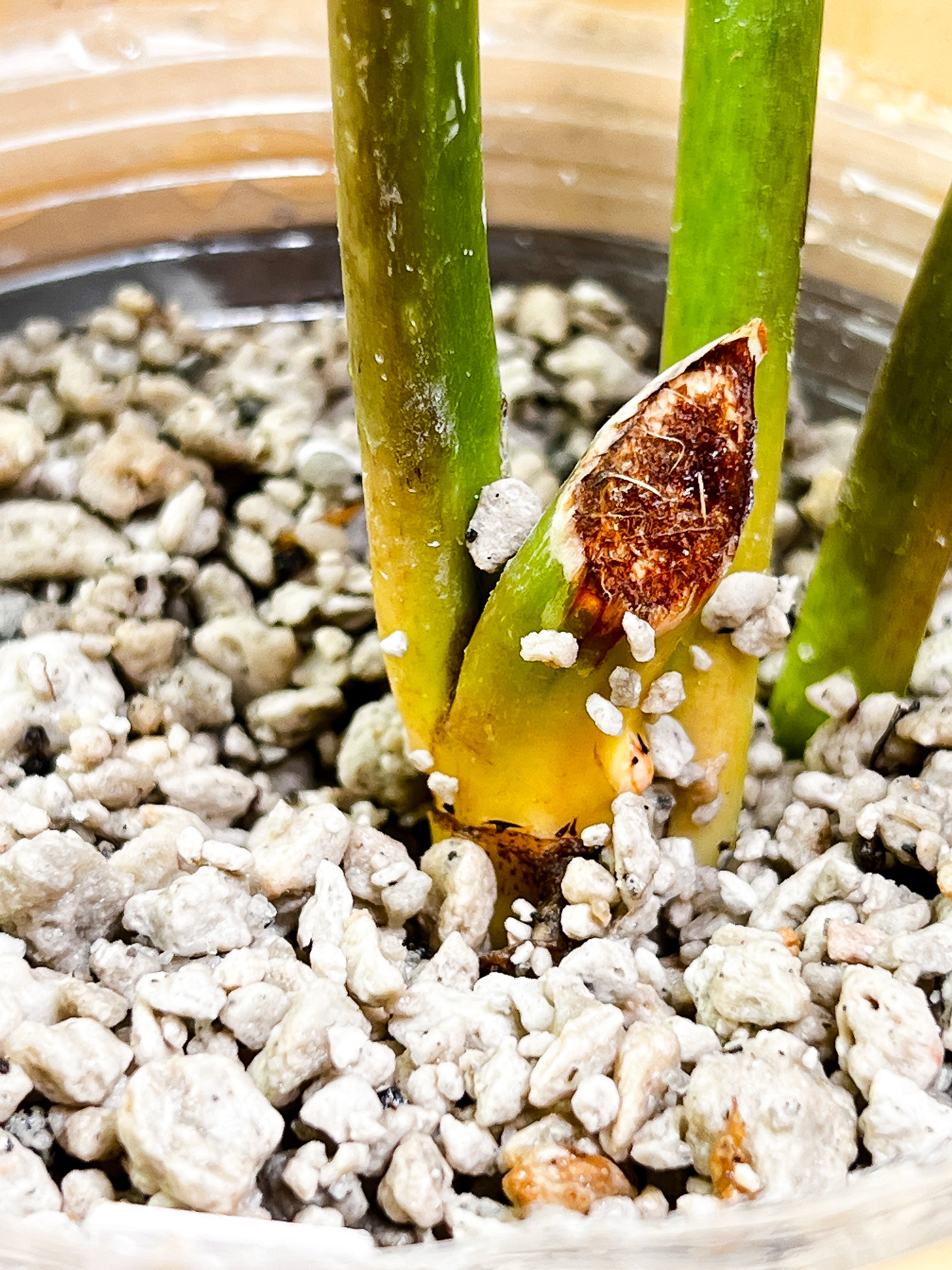 Philodendron Snowdrifts Slightly Rooted 3 leaves