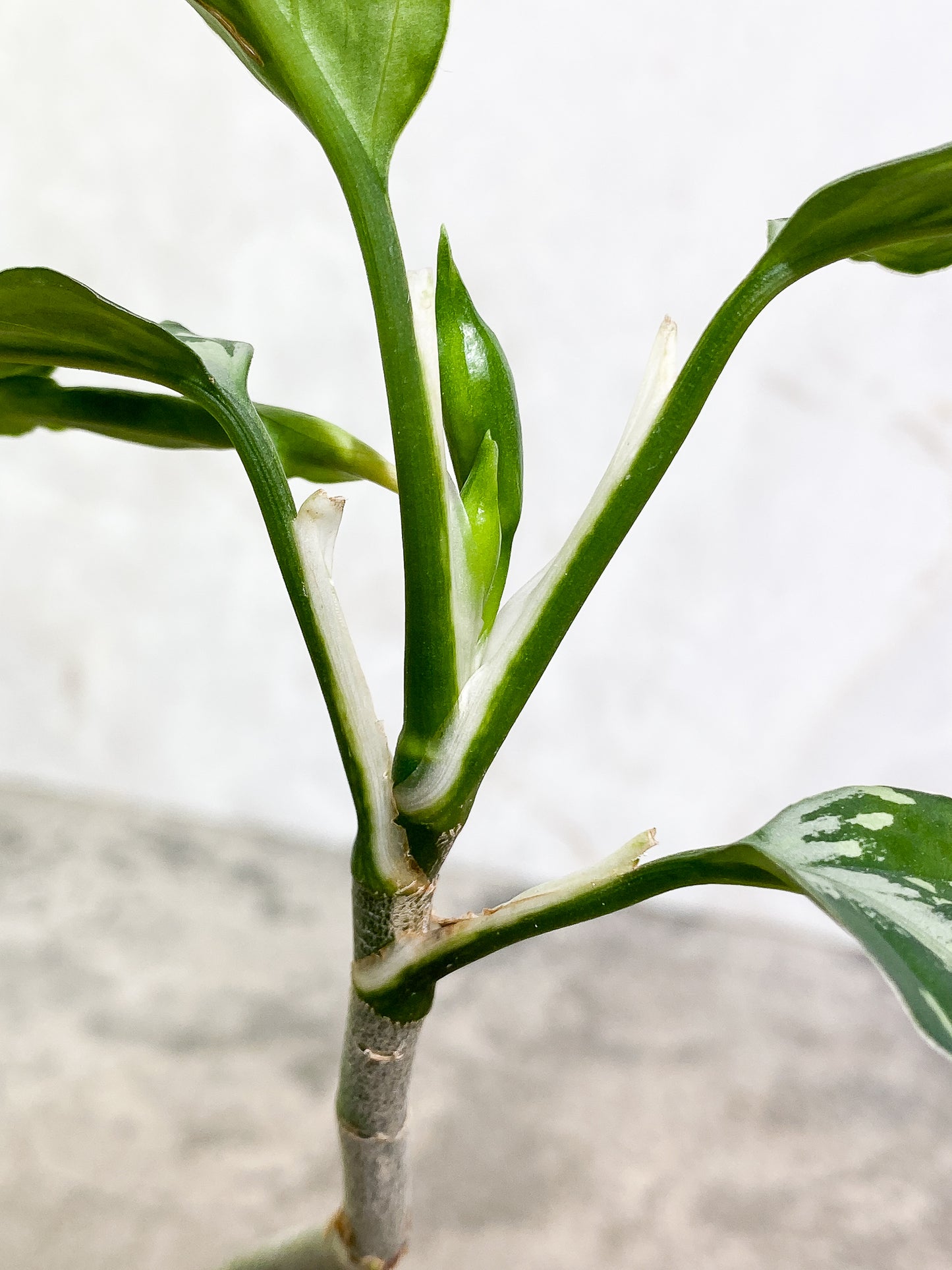 Aglaonema Pictum Tricolor  5 leaves slightly rooted
