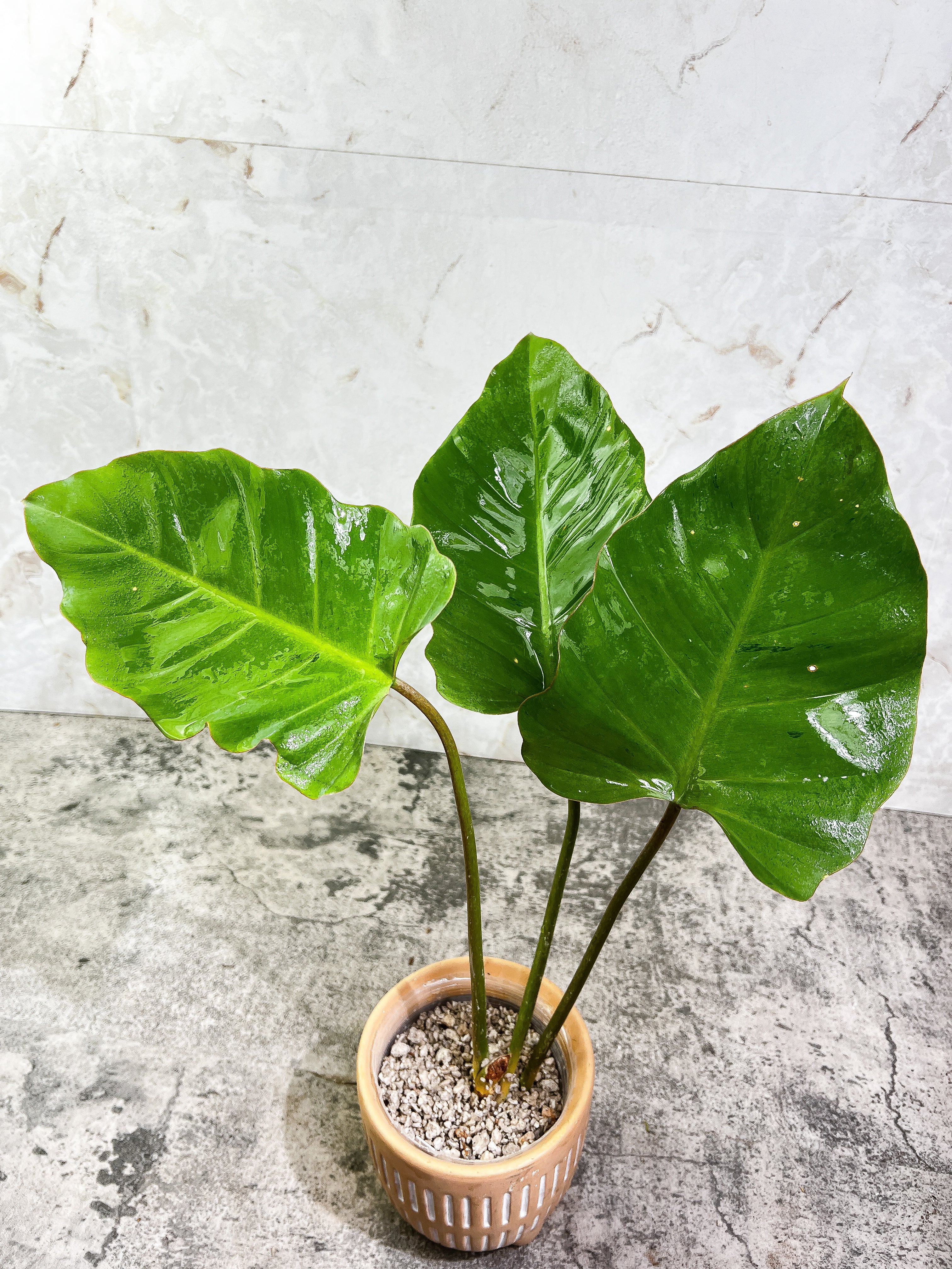 Philodendron Snowdrifts Slightly Rooted 3 leaves