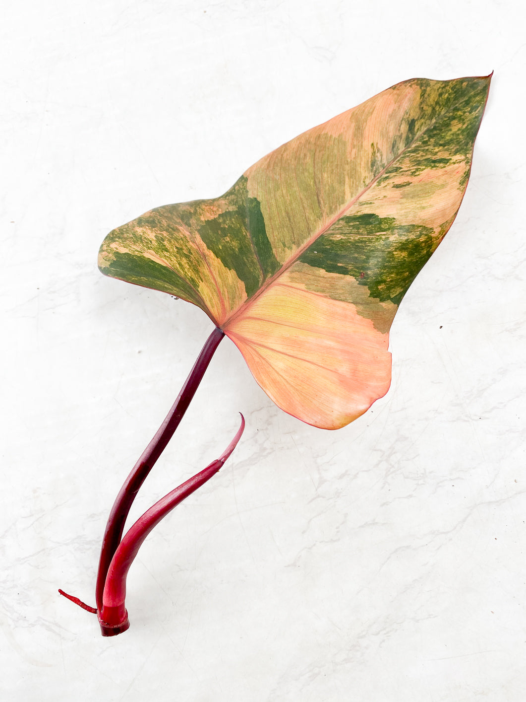 Philodendron Strawberry Shake  1 leaf Top Cutting Rooting