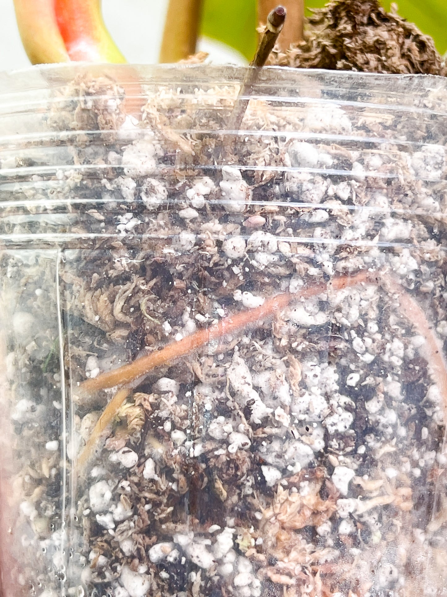 Philodendron Snowdrifts Rooted 3 leaves 1 sprout Top Cutting