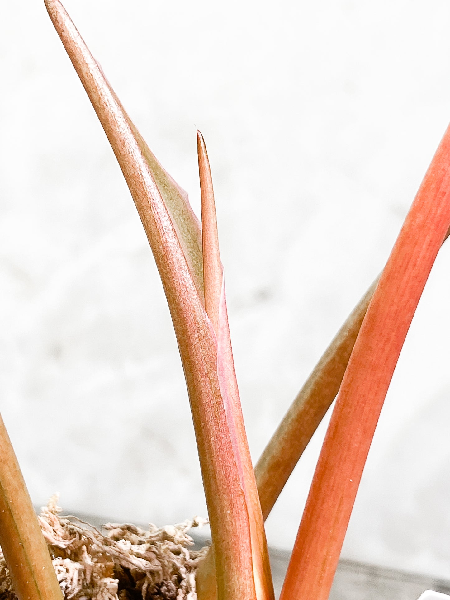 Philodendron Snowdrifts Rooted 3 leaves 1 sprout Top Cutting