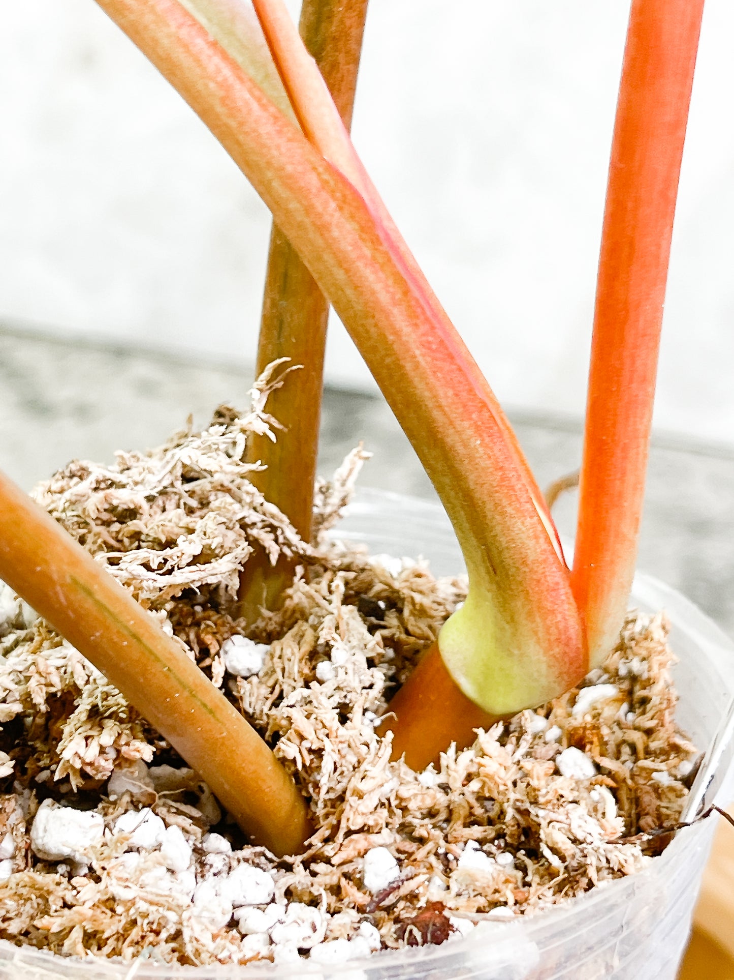 Philodendron Snowdrifts Rooted 3 leaves 1 sprout Top Cutting