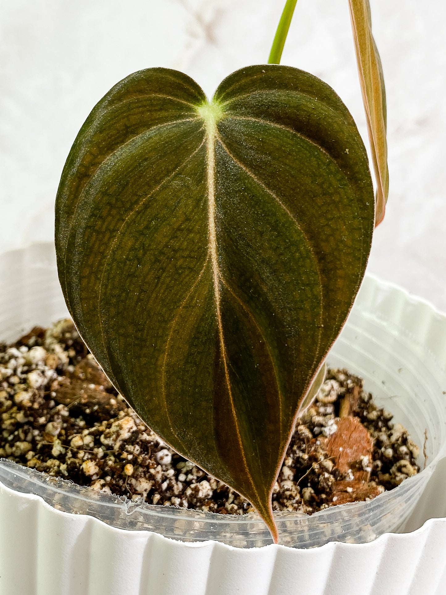 Philodendron Melanochrysum, 2 leaves, rooted