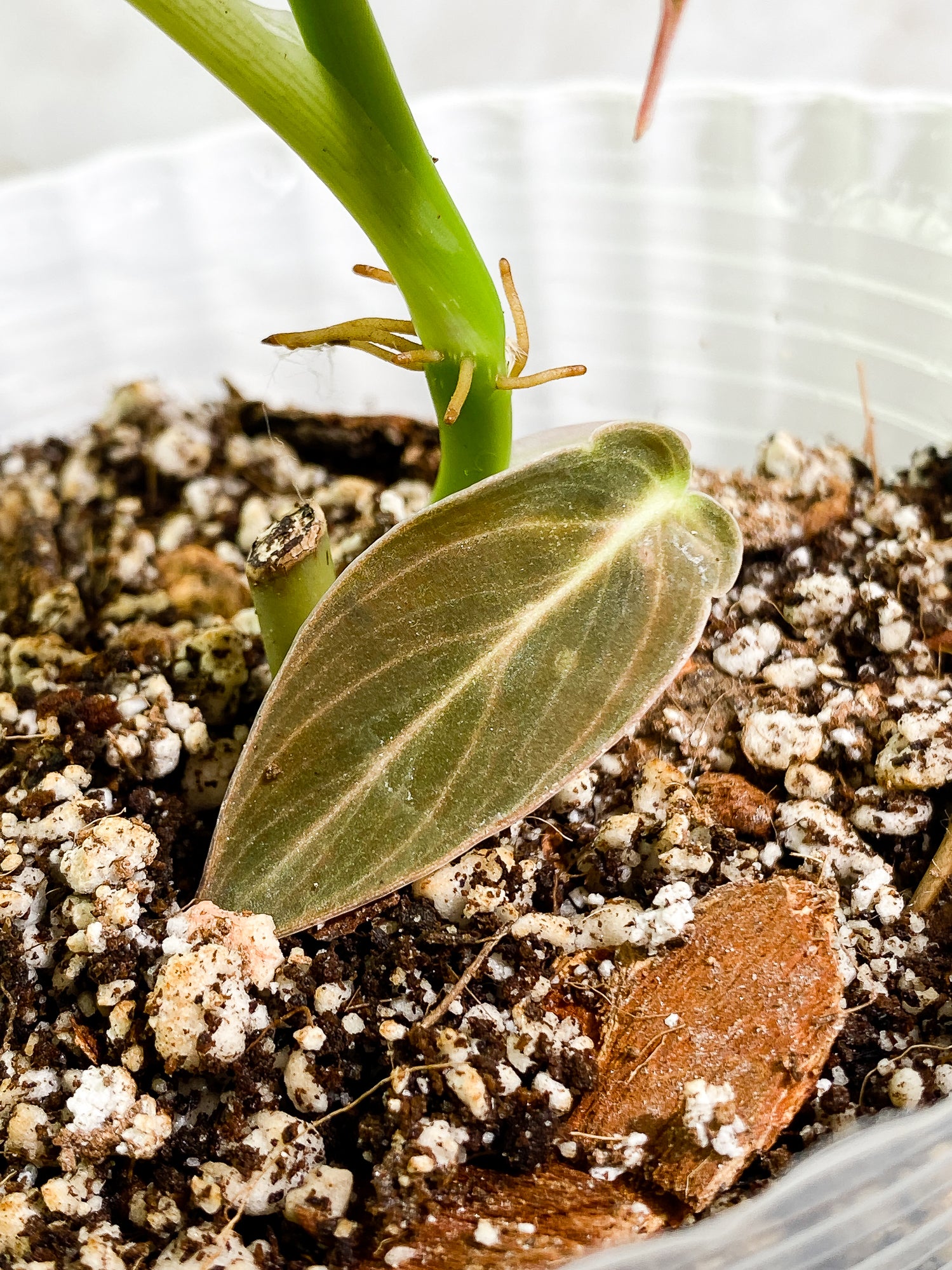 Philodendron Melanochrysum, 2 leaves, rooted