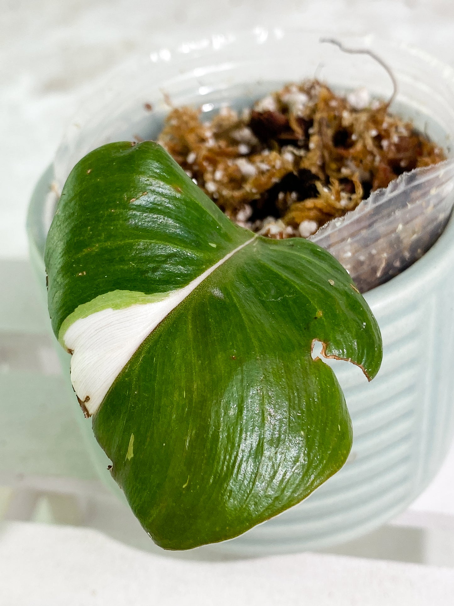 Philodendron white knight tricolor 1 leaf Rooting