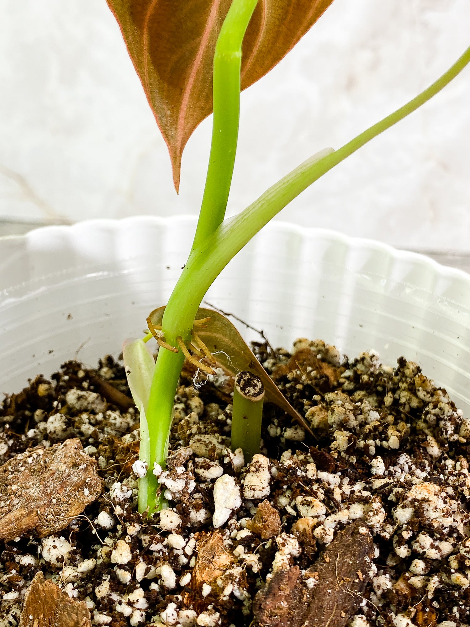 Philodendron Melanochrysum, 2 leaves, rooted