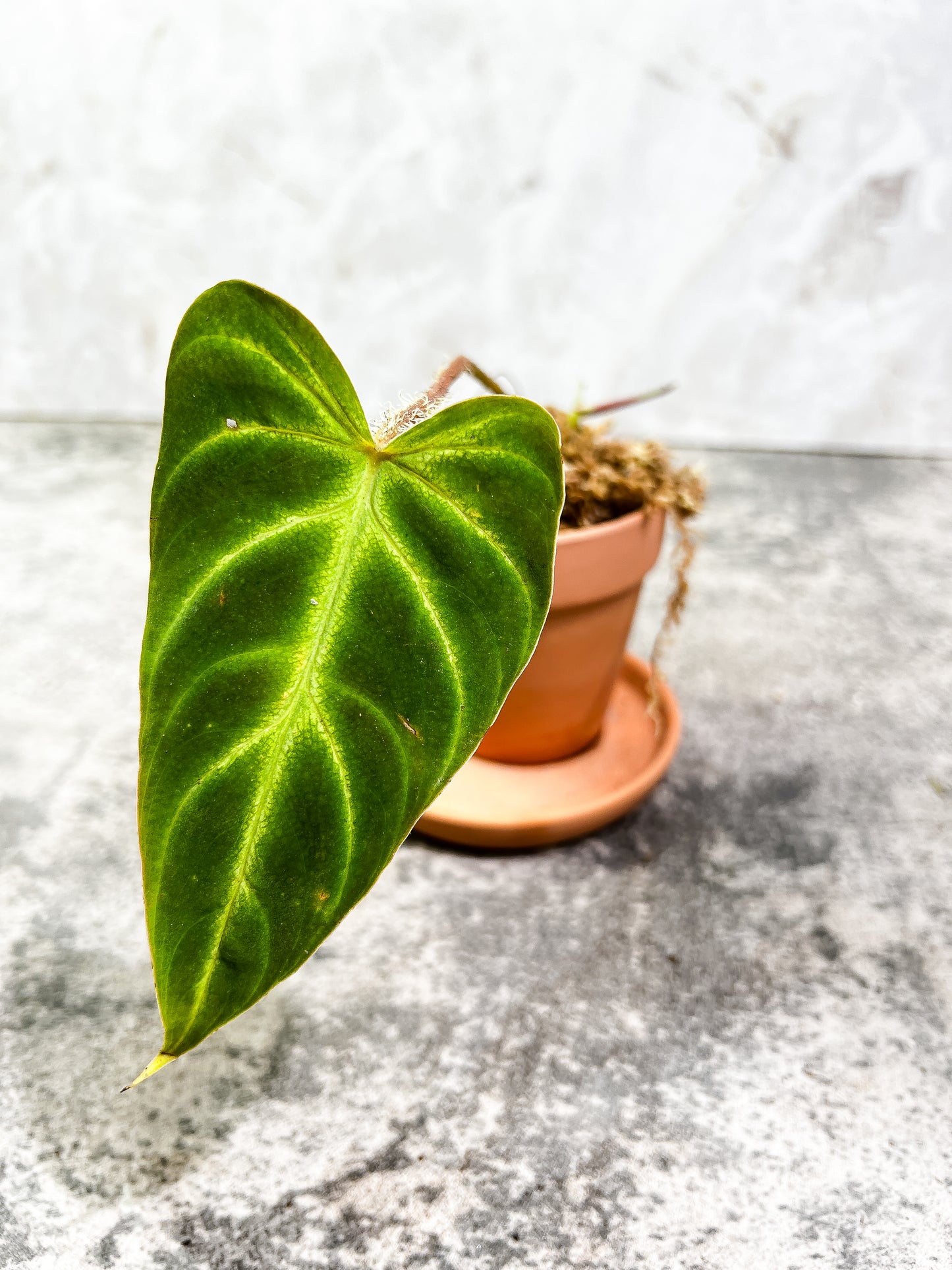 Grower Choice: Philodendron verrucosum cobra Rooted sprout