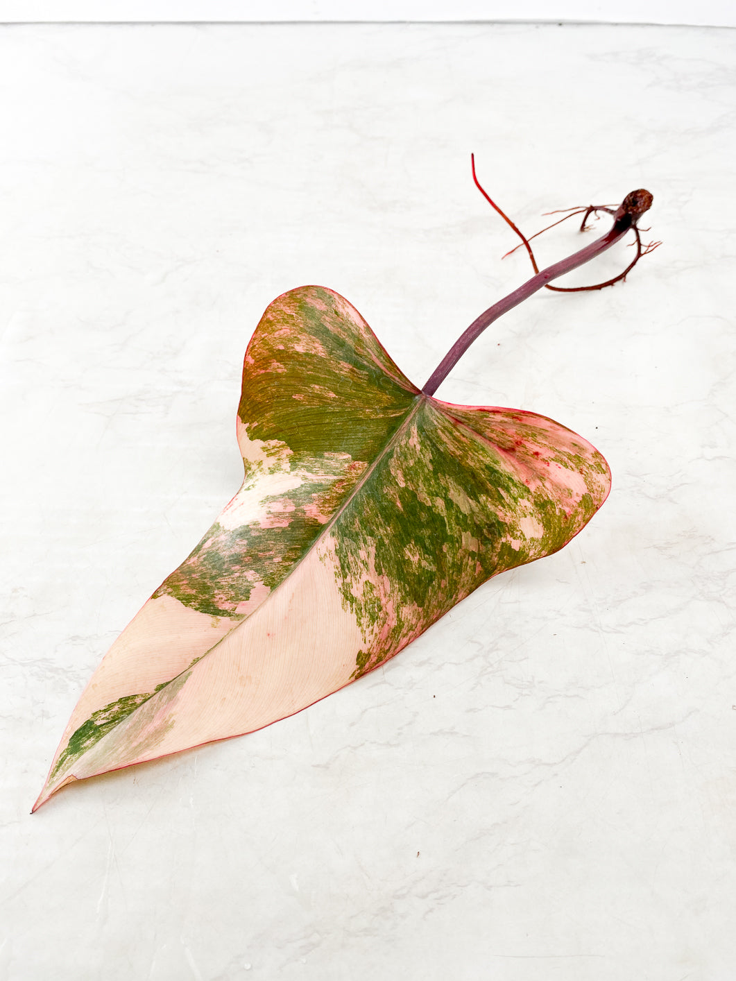 Philodendron Strawberry Shake 1 leaf 1 Sprout