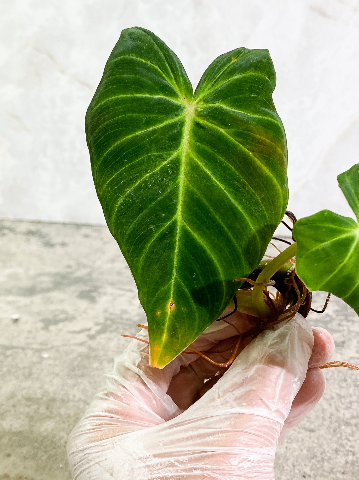 Philodendron Verrucosum Dark Milky Way 3 leaves, 1 sprout, rooted