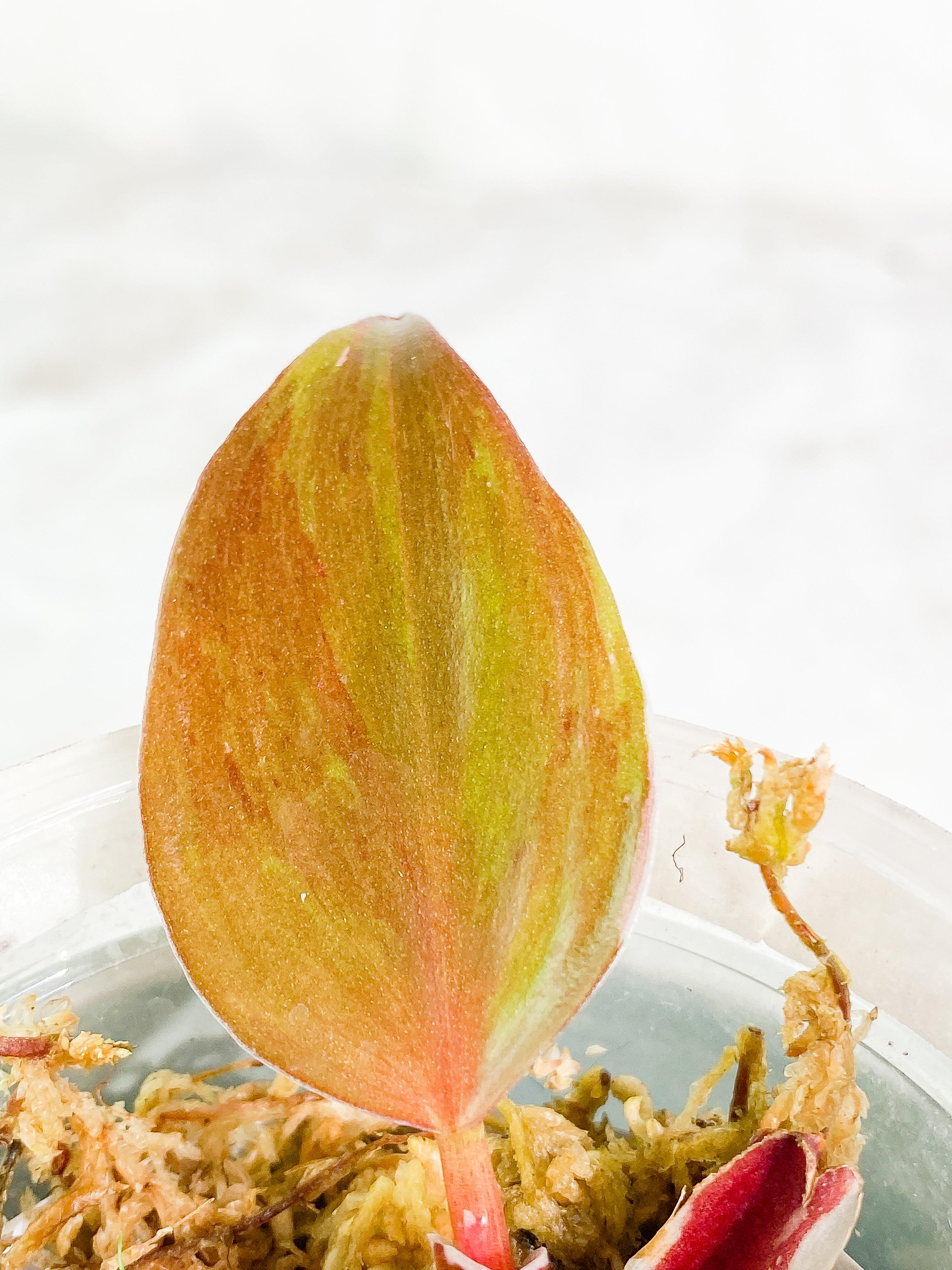 Philodendron white knight tricolor rooted 2 leaves