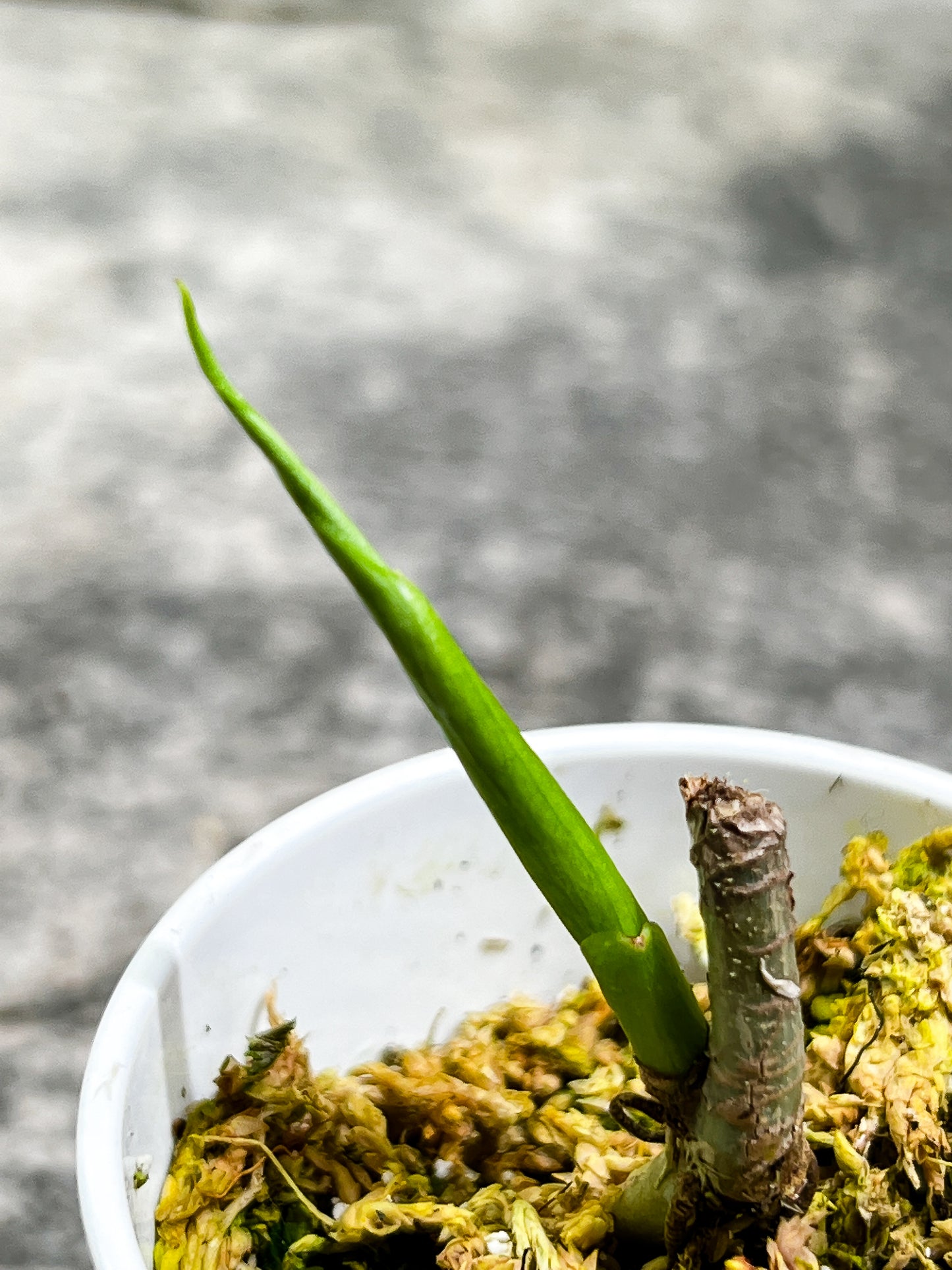 Grower Choice: Philodendron verrucosum Tambillo Rooted sprout about to unfurl