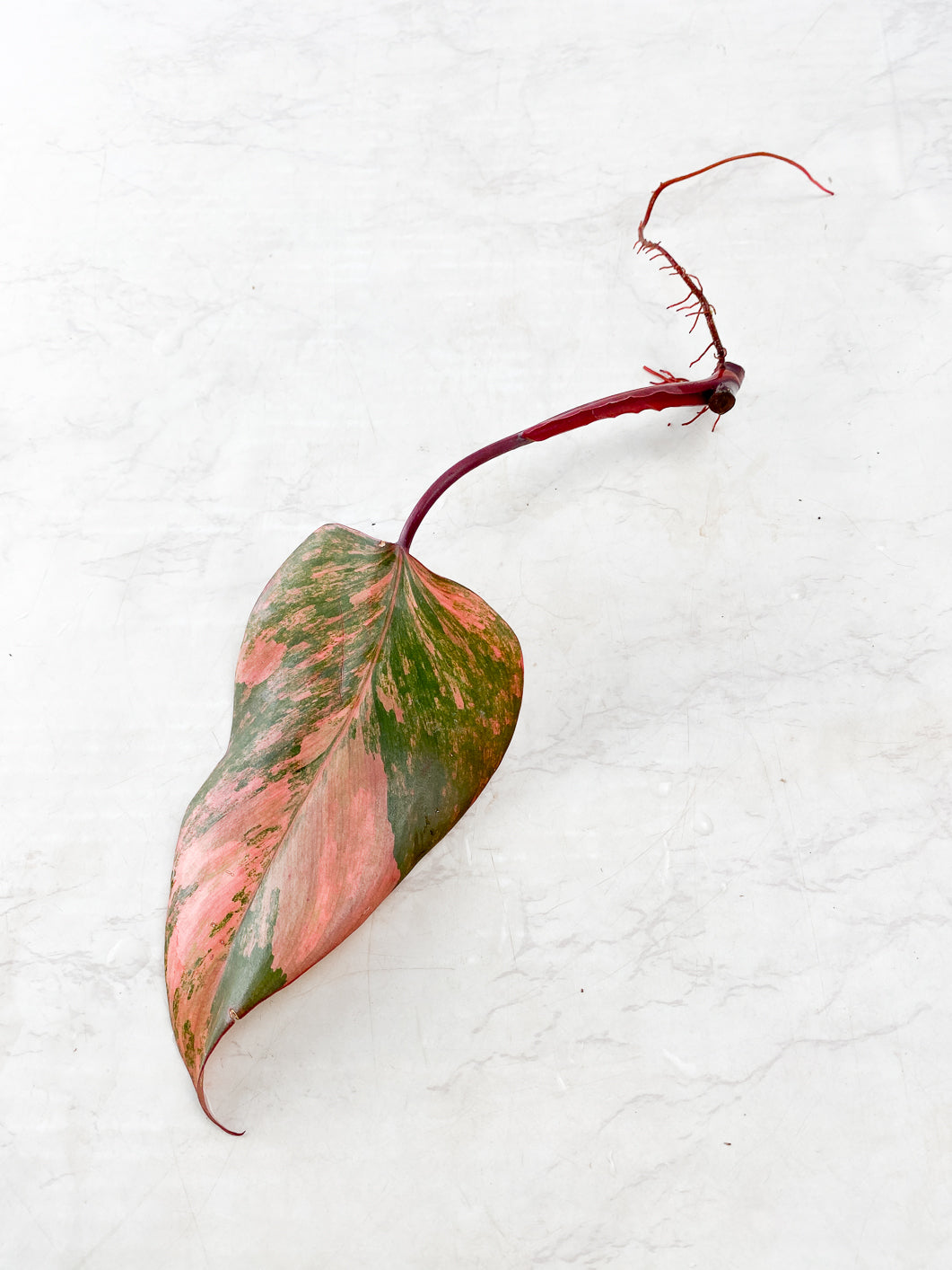 Philodendron Strawberry Shake 1 leaf Highly Variegated