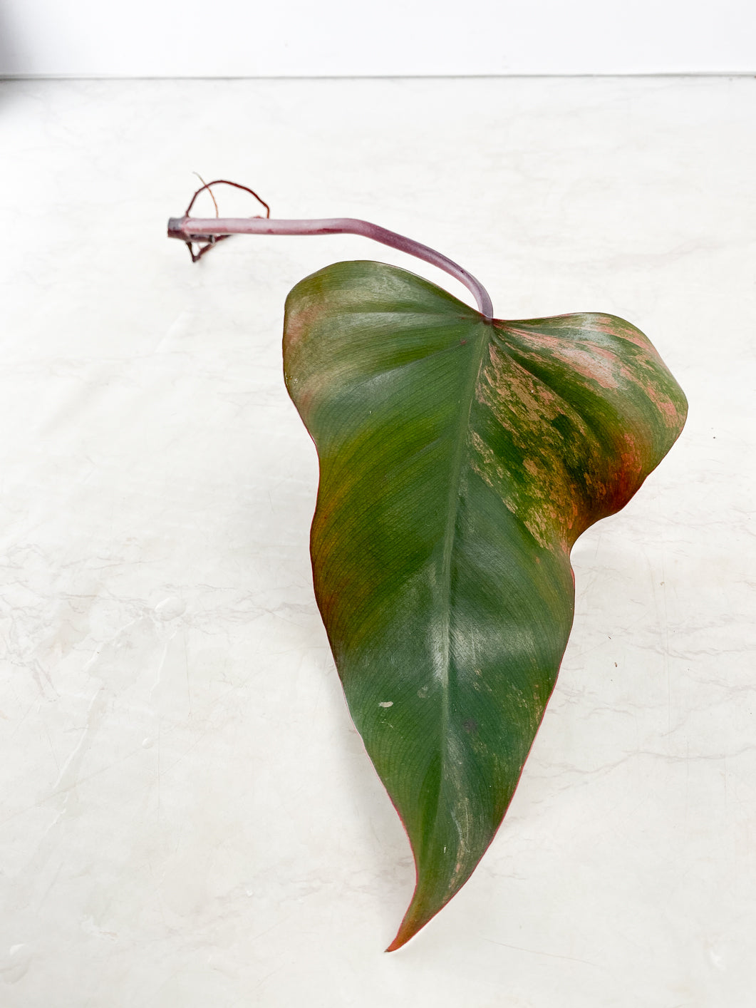 Philodendron Strawberry Shake 1 leaf Rooting