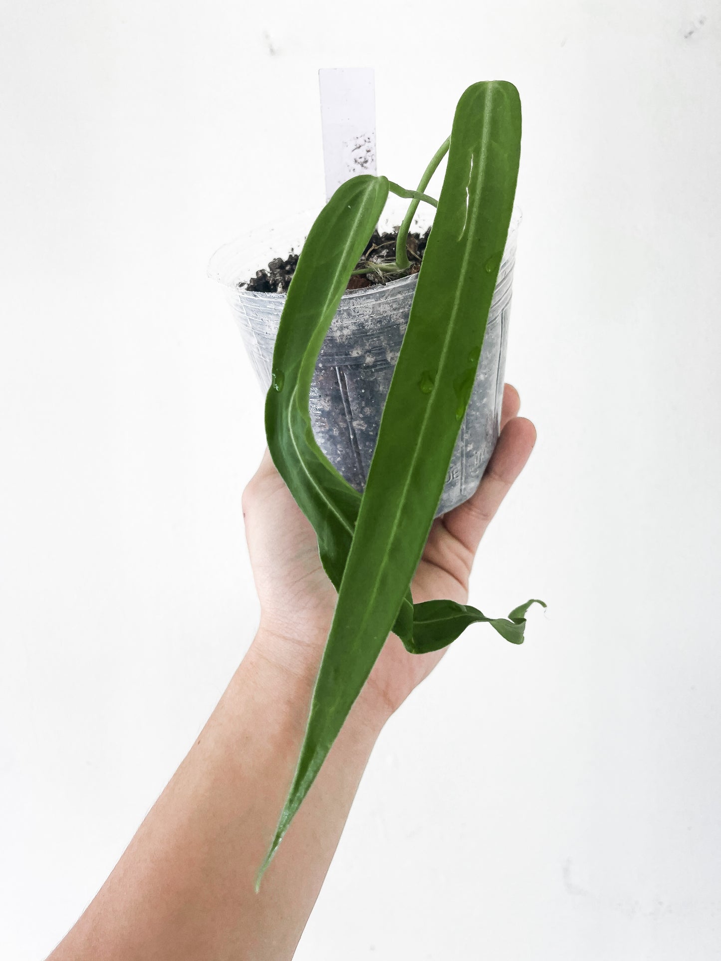 Anthurium pallidiflorum rooted 3 leaves