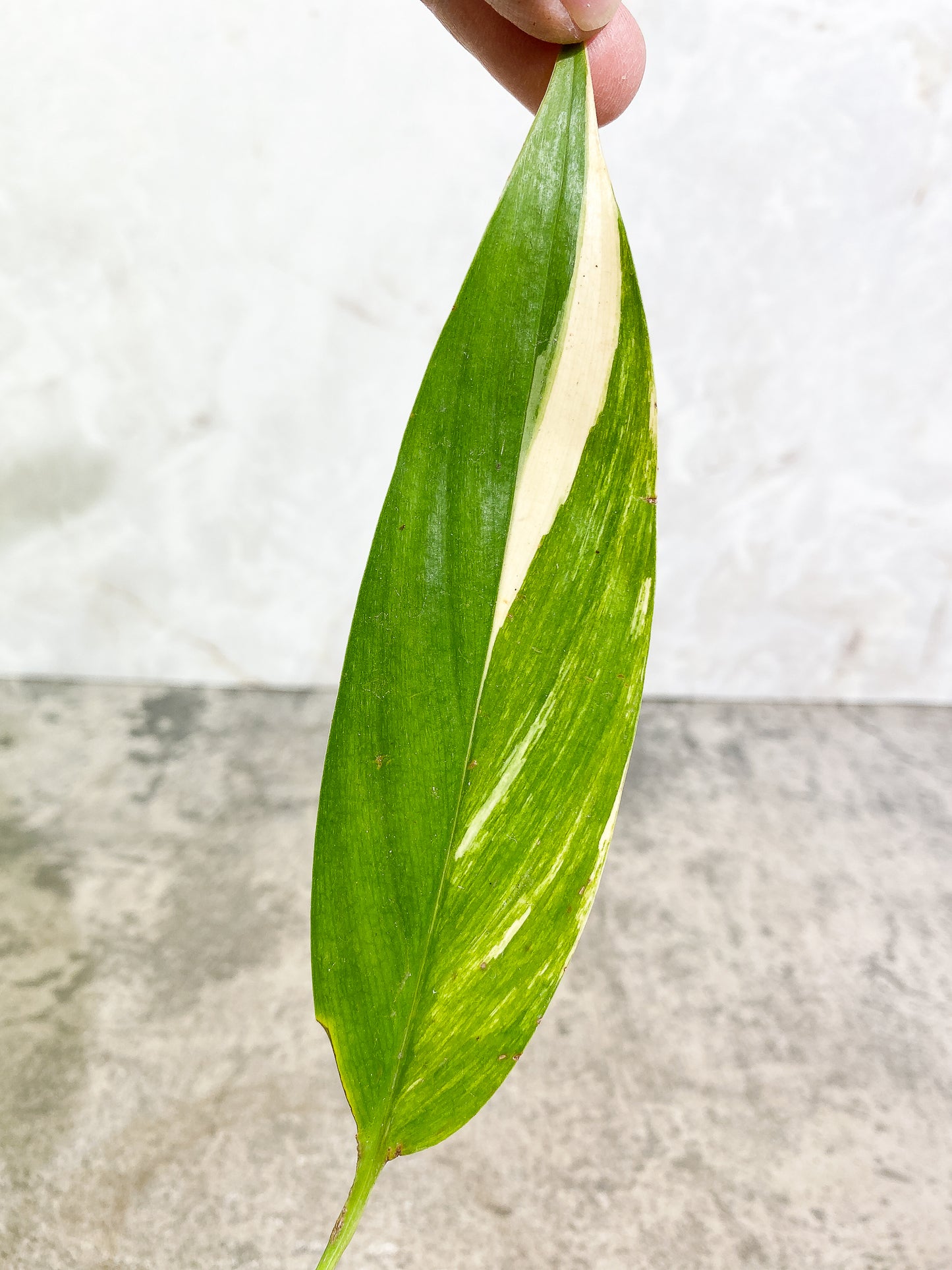 Epipremnum amplissimum variegated 1 leaf 1 sprout fully rooted