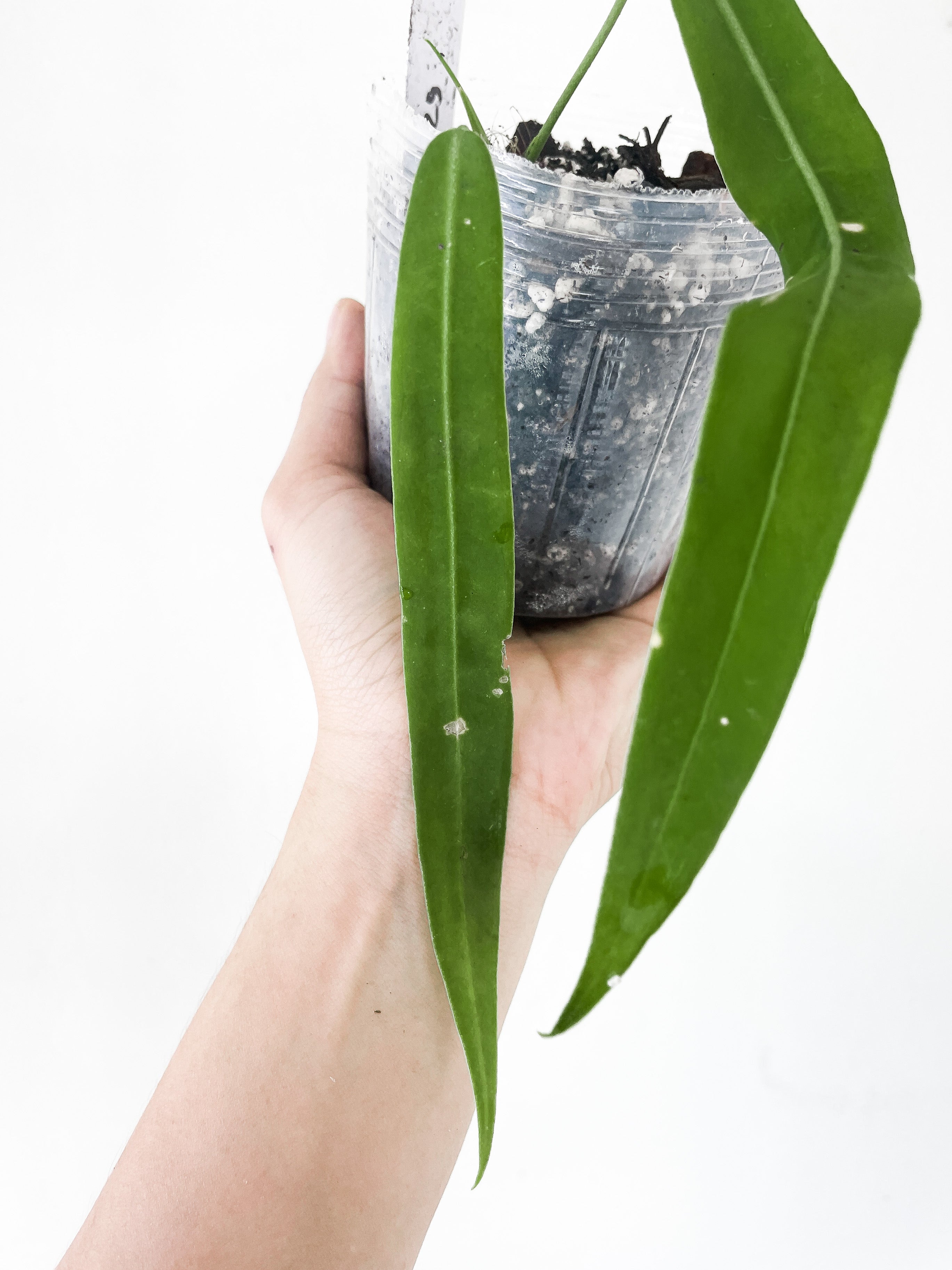 Anthurium pallidiflorum rooted 3 leaves