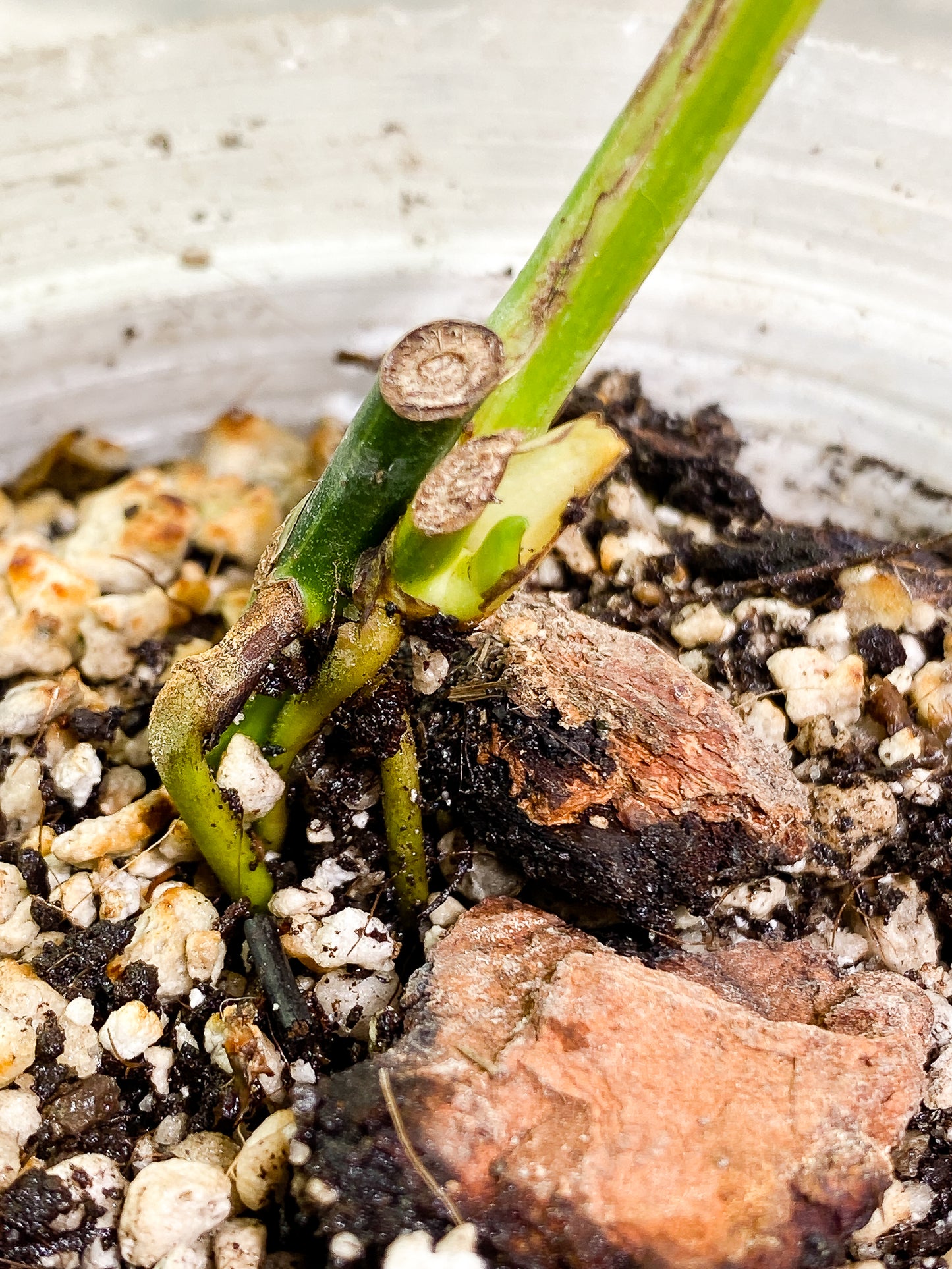 Epipremnum amplissimum variegated 1 leaf 1 sprout fully rooted