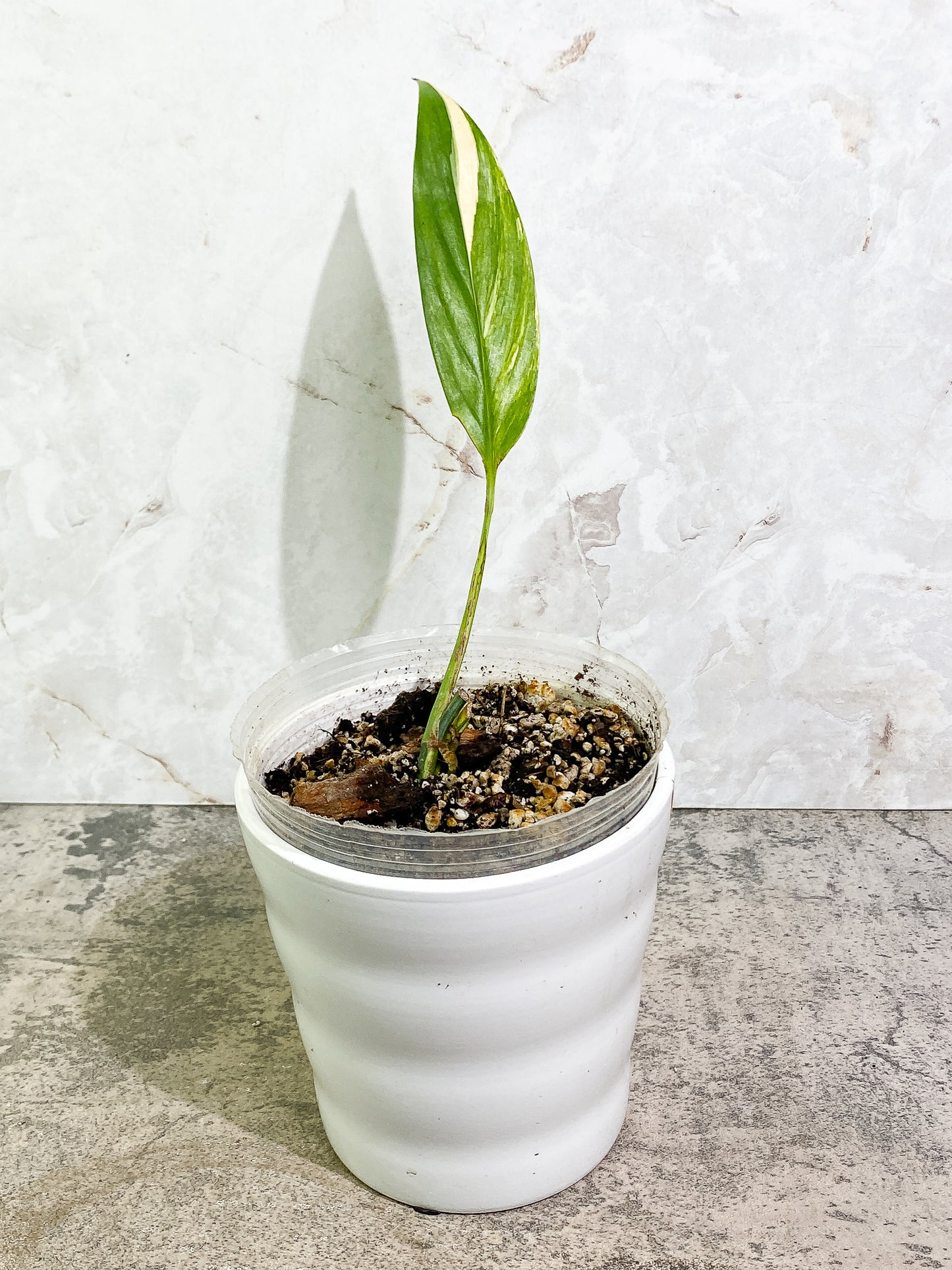 Epipremnum amplissimum variegated 1 leaf 1 sprout fully rooted