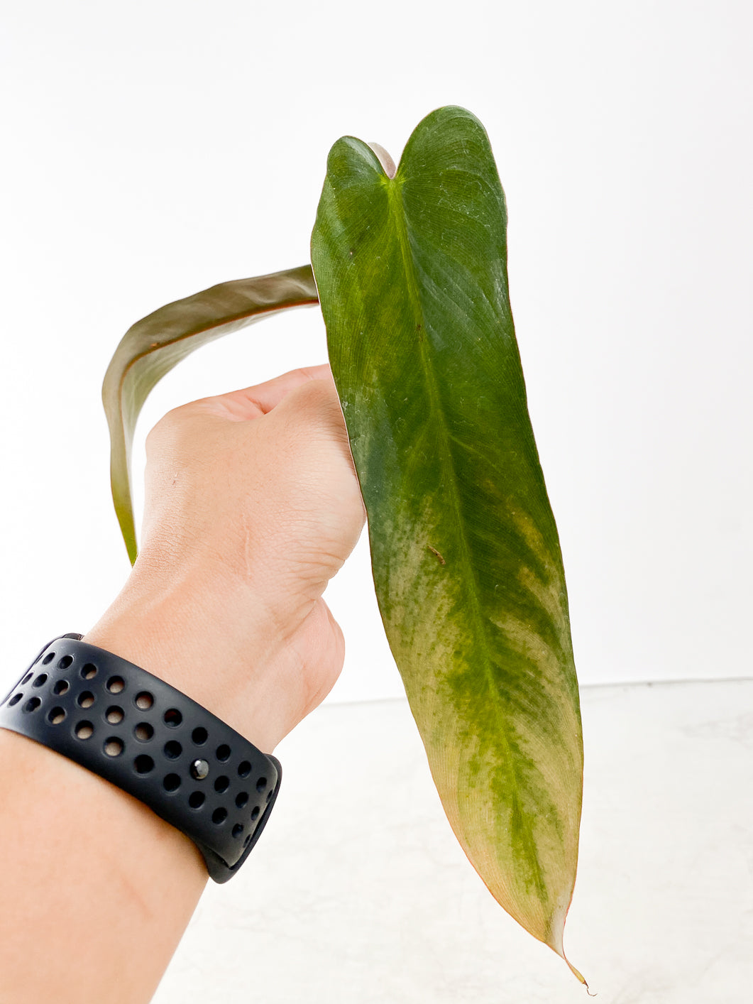Philodendron Spiritus Sancti Top Cutting 2 leaf 1 Shoot
