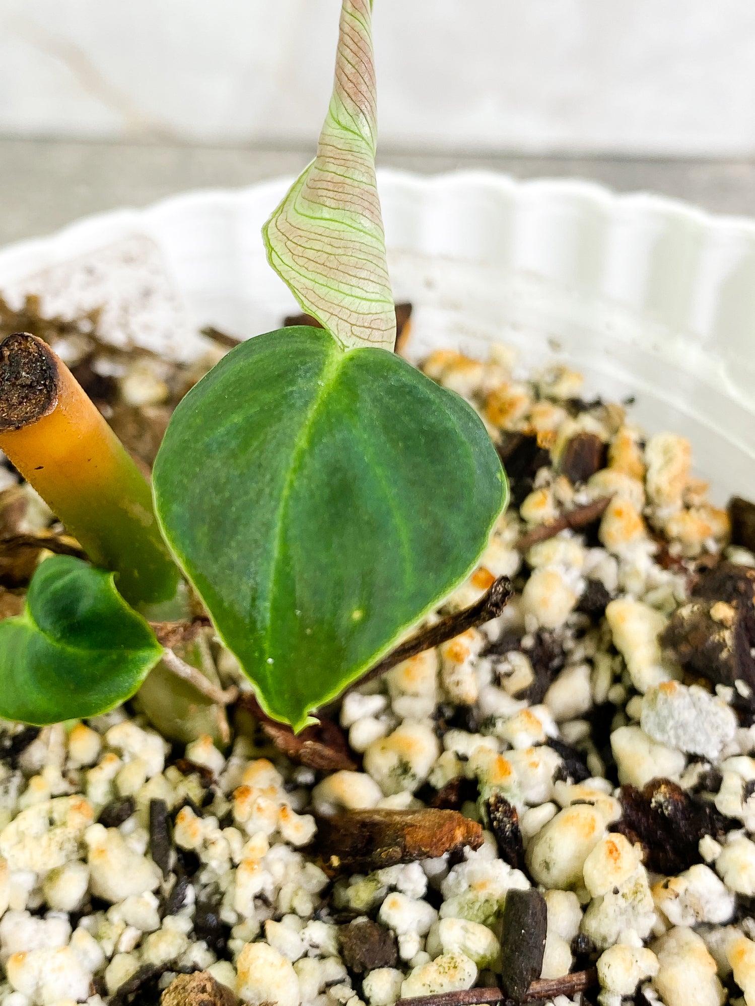 Philodendron Verrucosum Cobra, 3 leaves, slightly rooted node