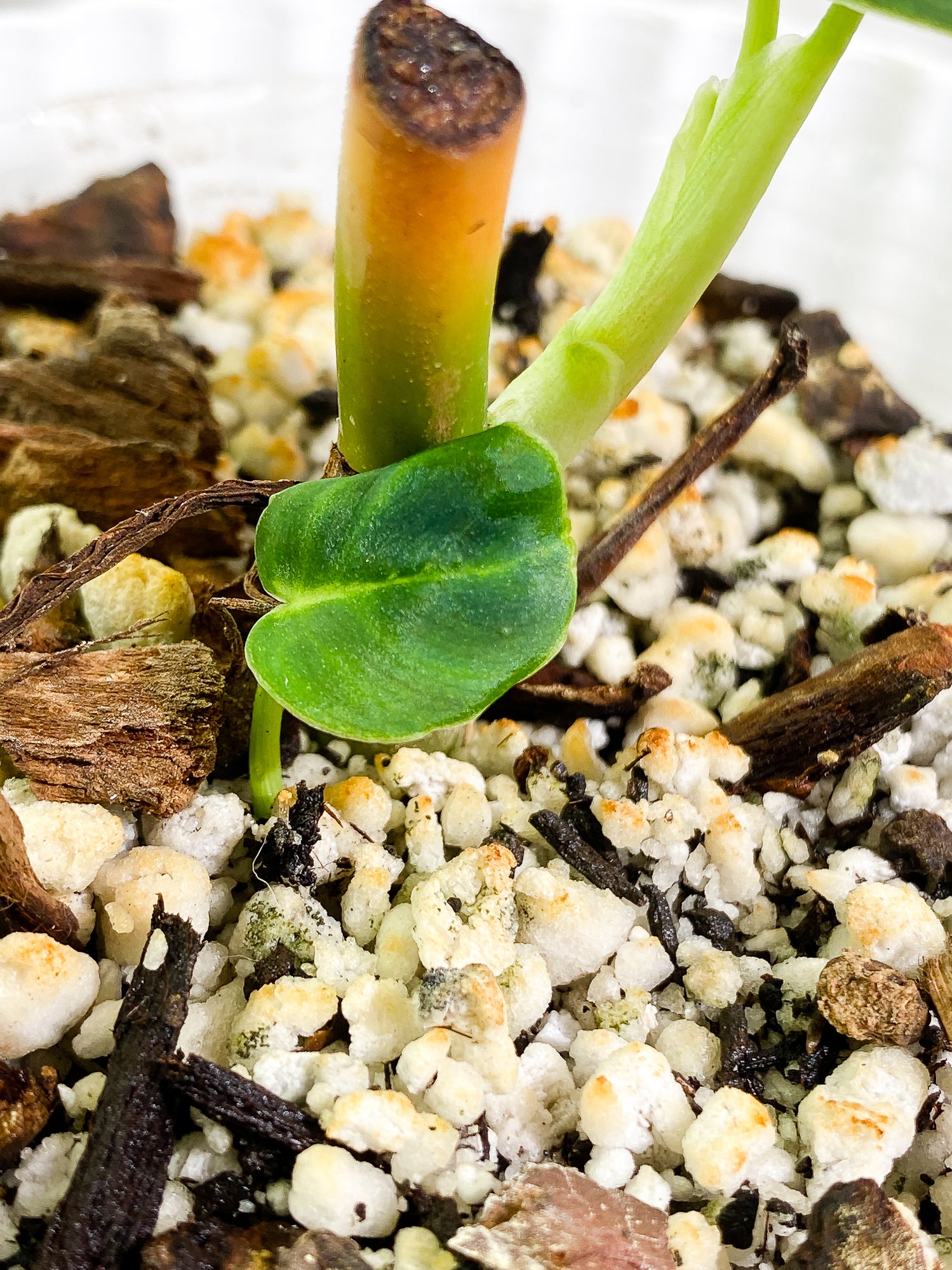 Philodendron Verrucosum Cobra, 3 leaves, slightly rooted node