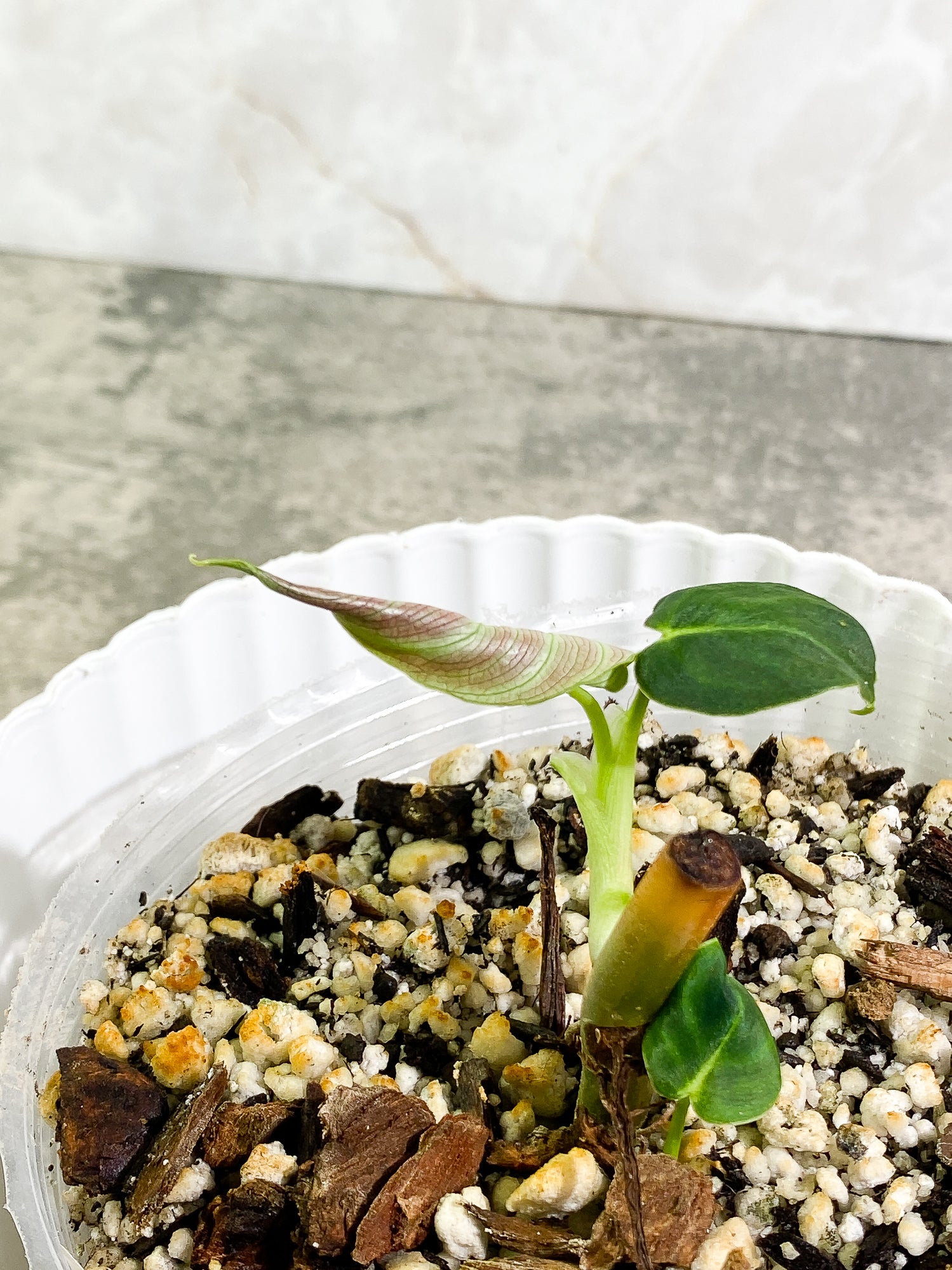 Philodendron Verrucosum Cobra, 3 leaves, slightly rooted node